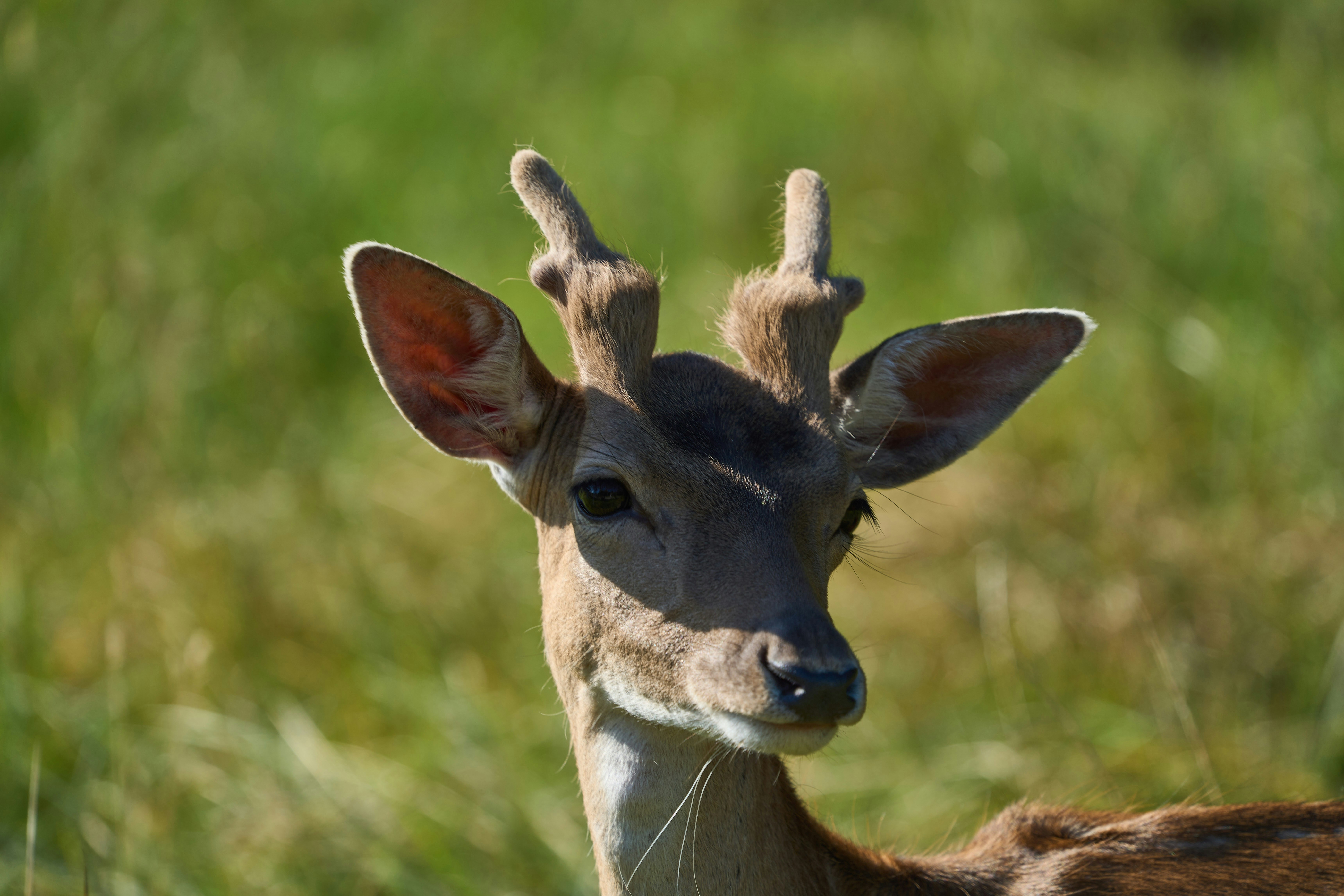 Photo by wolfgang_hasselmann