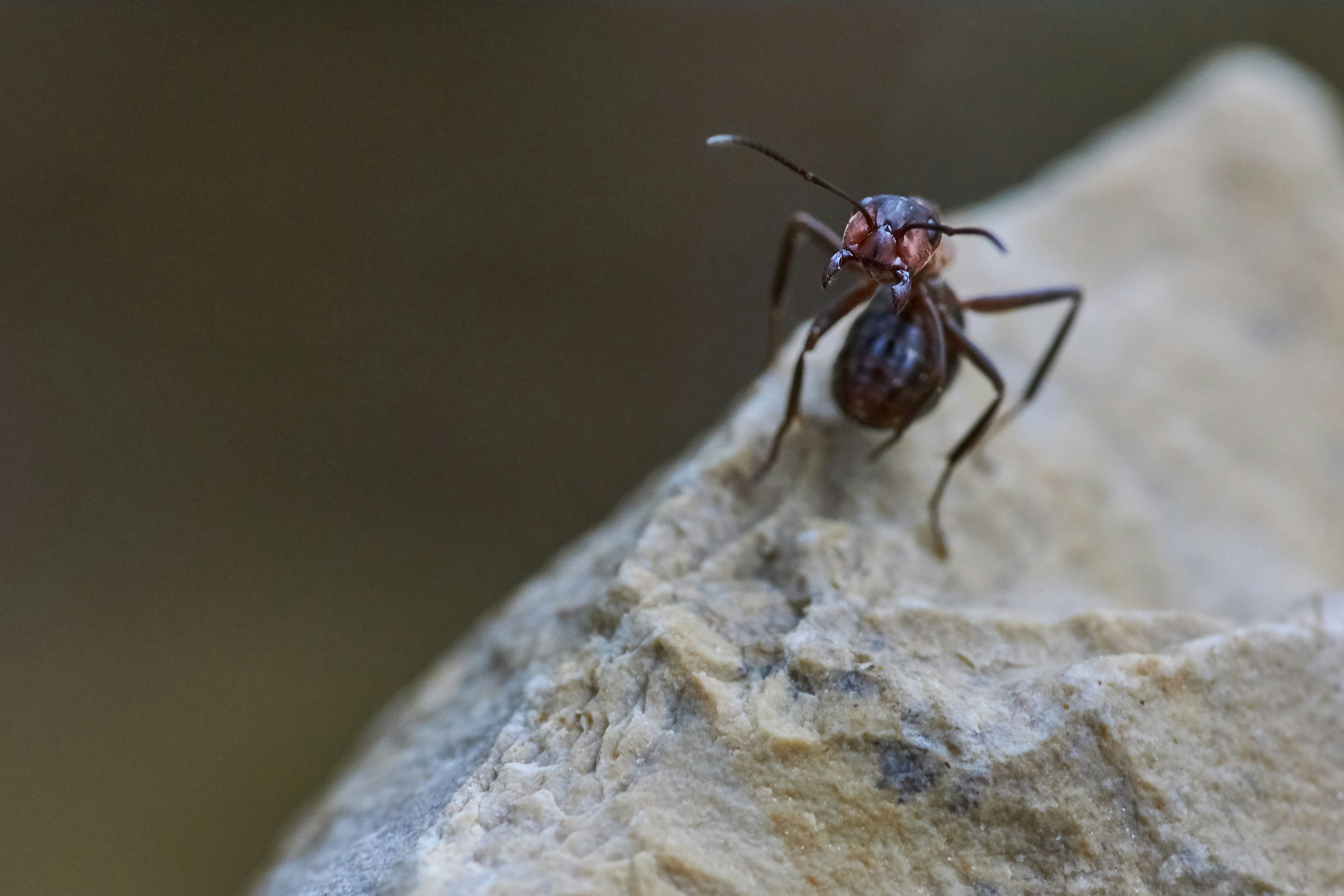 Photo by wolfgang_hasselmann