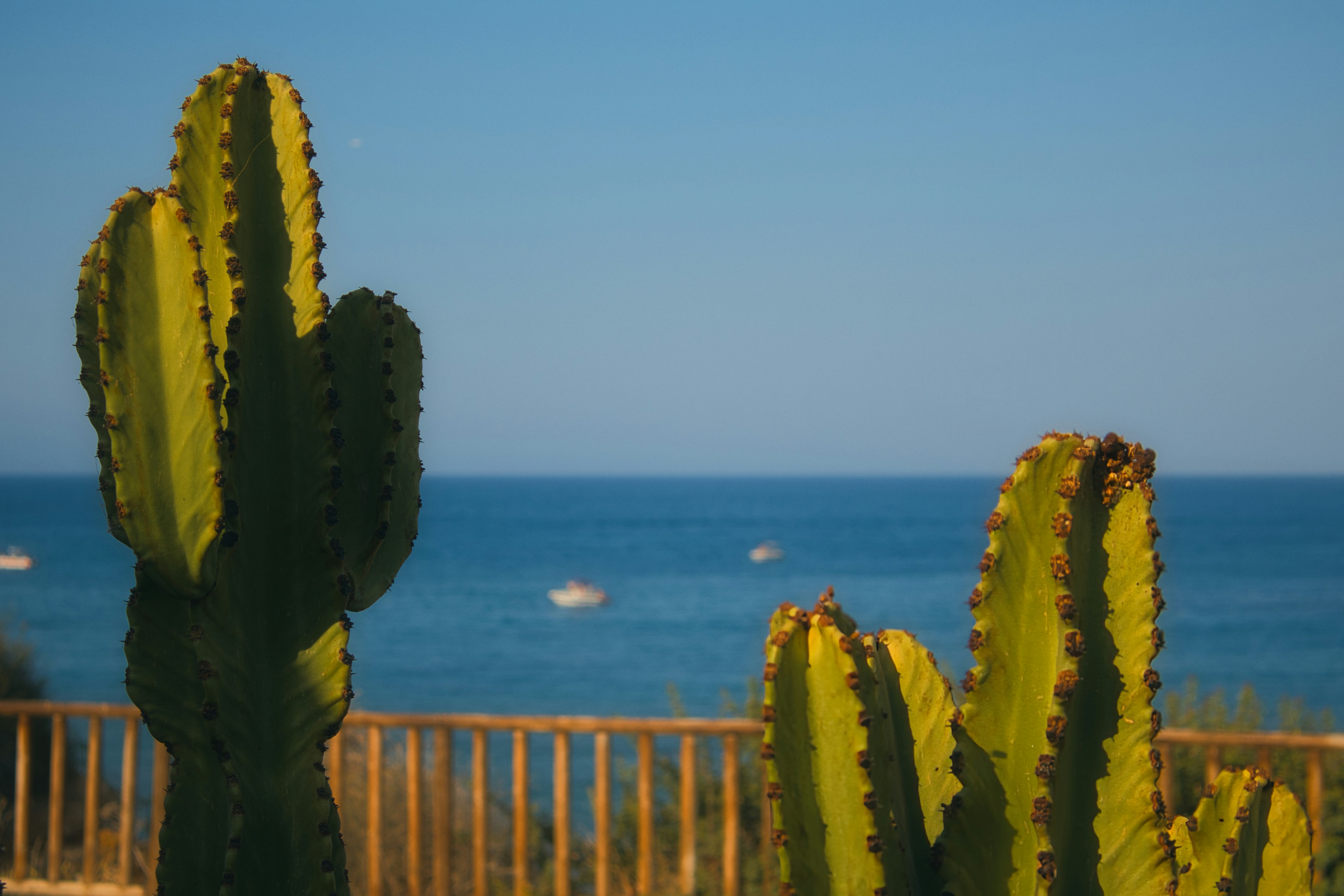 A cactus with a beach in the background photo  Free Sea Image on Unsplash