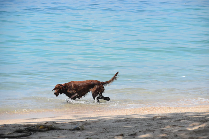 Essential Vitamins and Supplements for Dogs