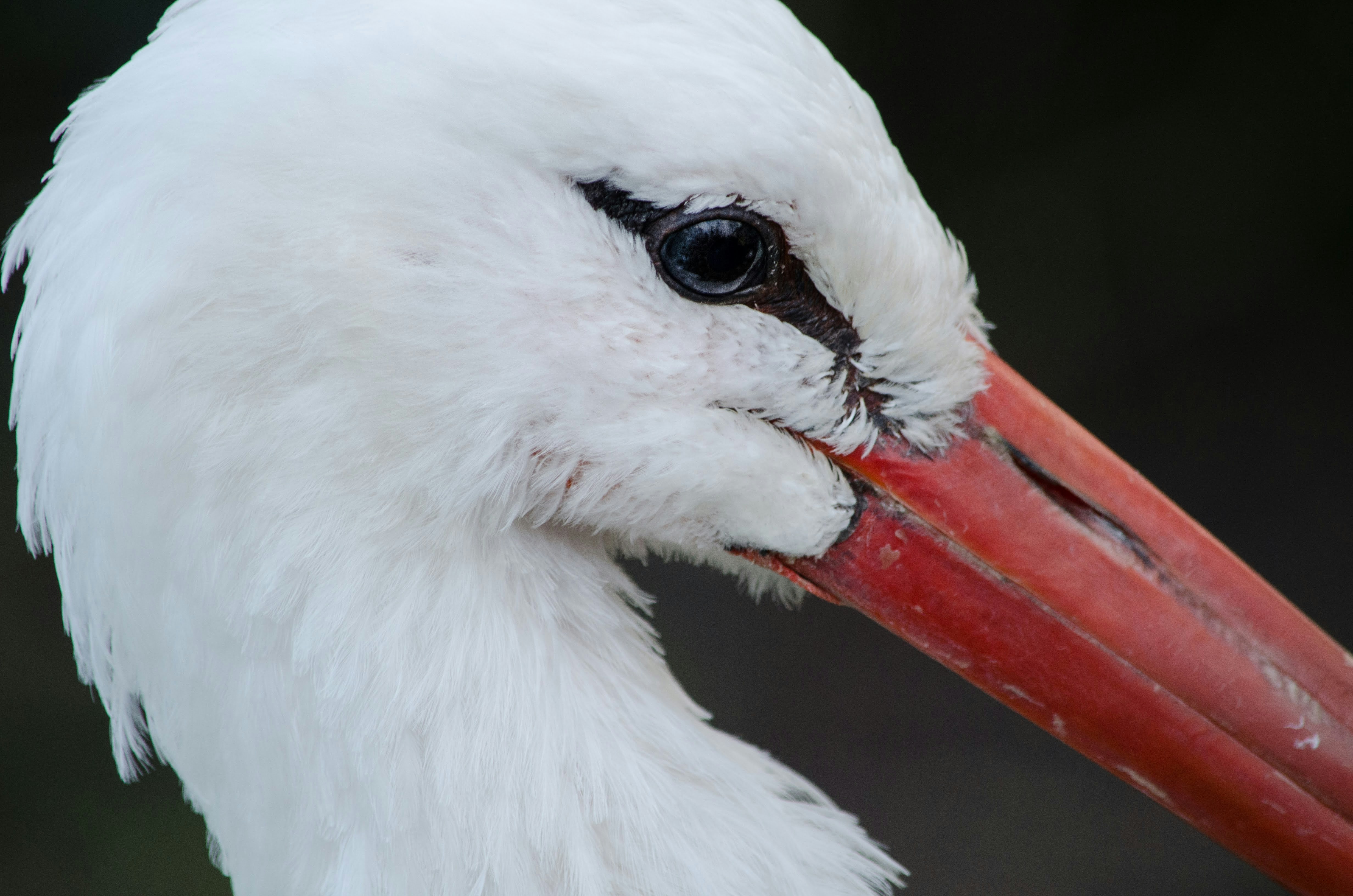 Photo by zlobiwankenobi