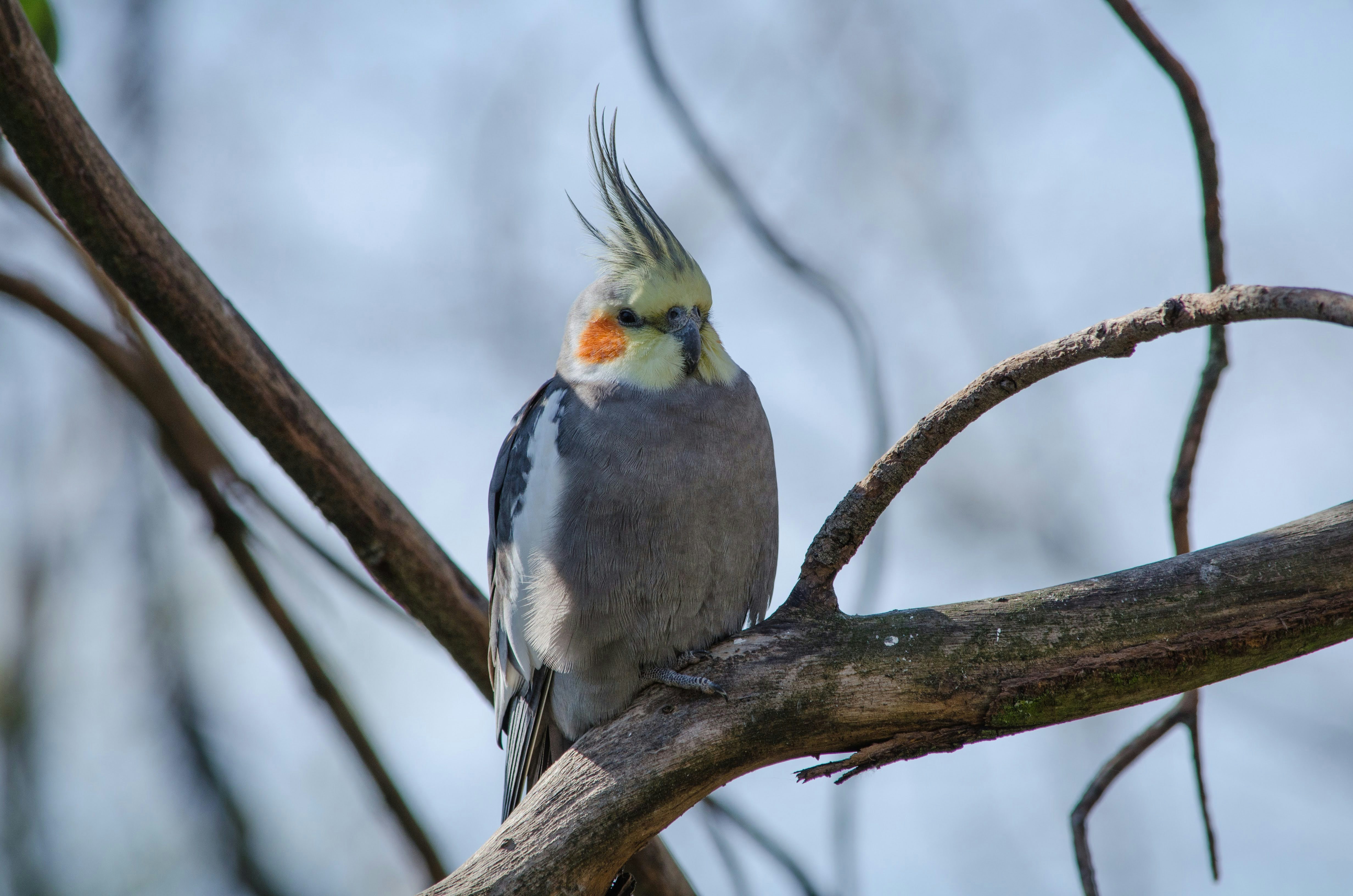 Ein Nymphensittich, der auf einem Ast saß.