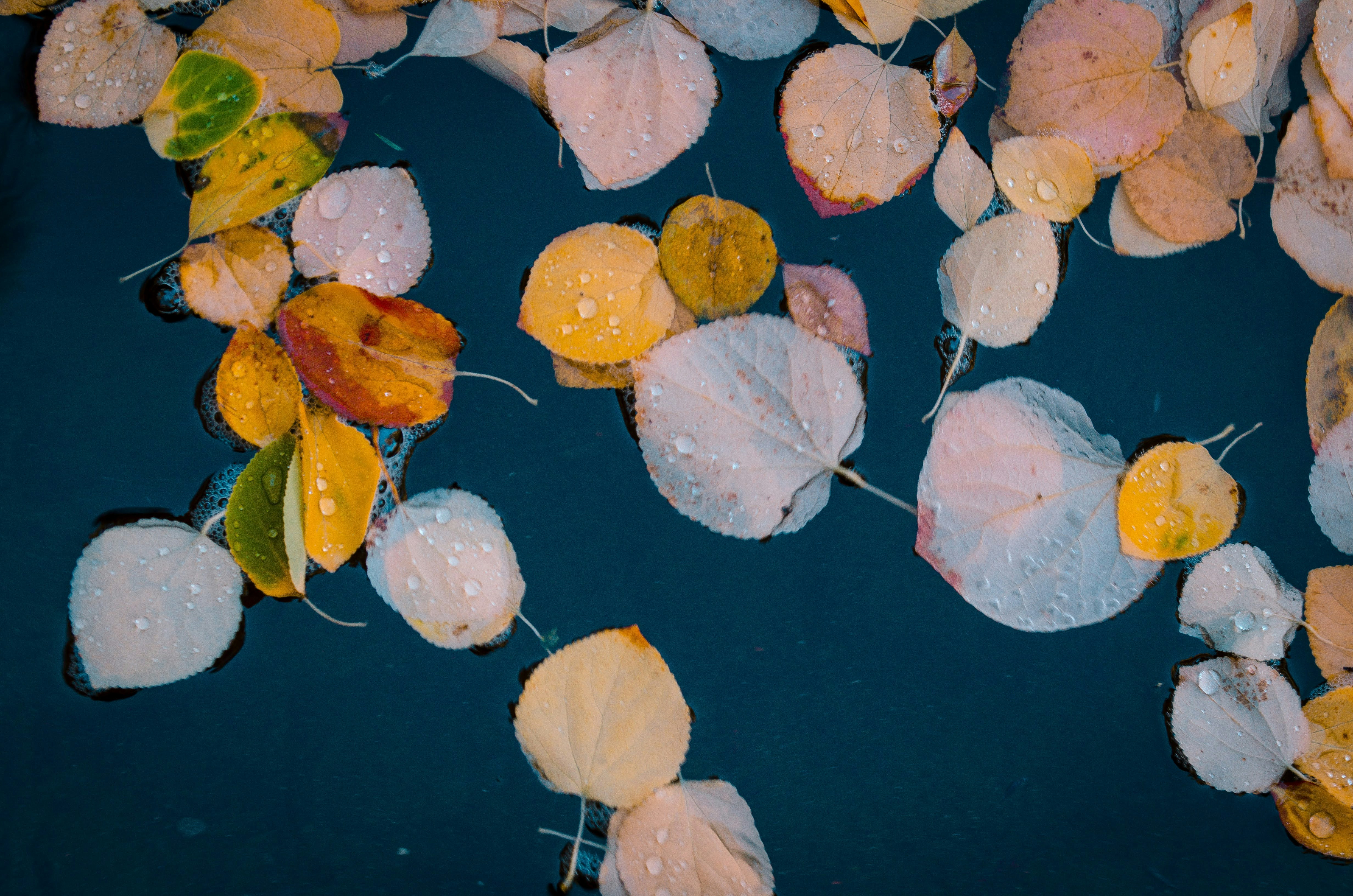 Herbstblätter treiben auf dunklem Wasser