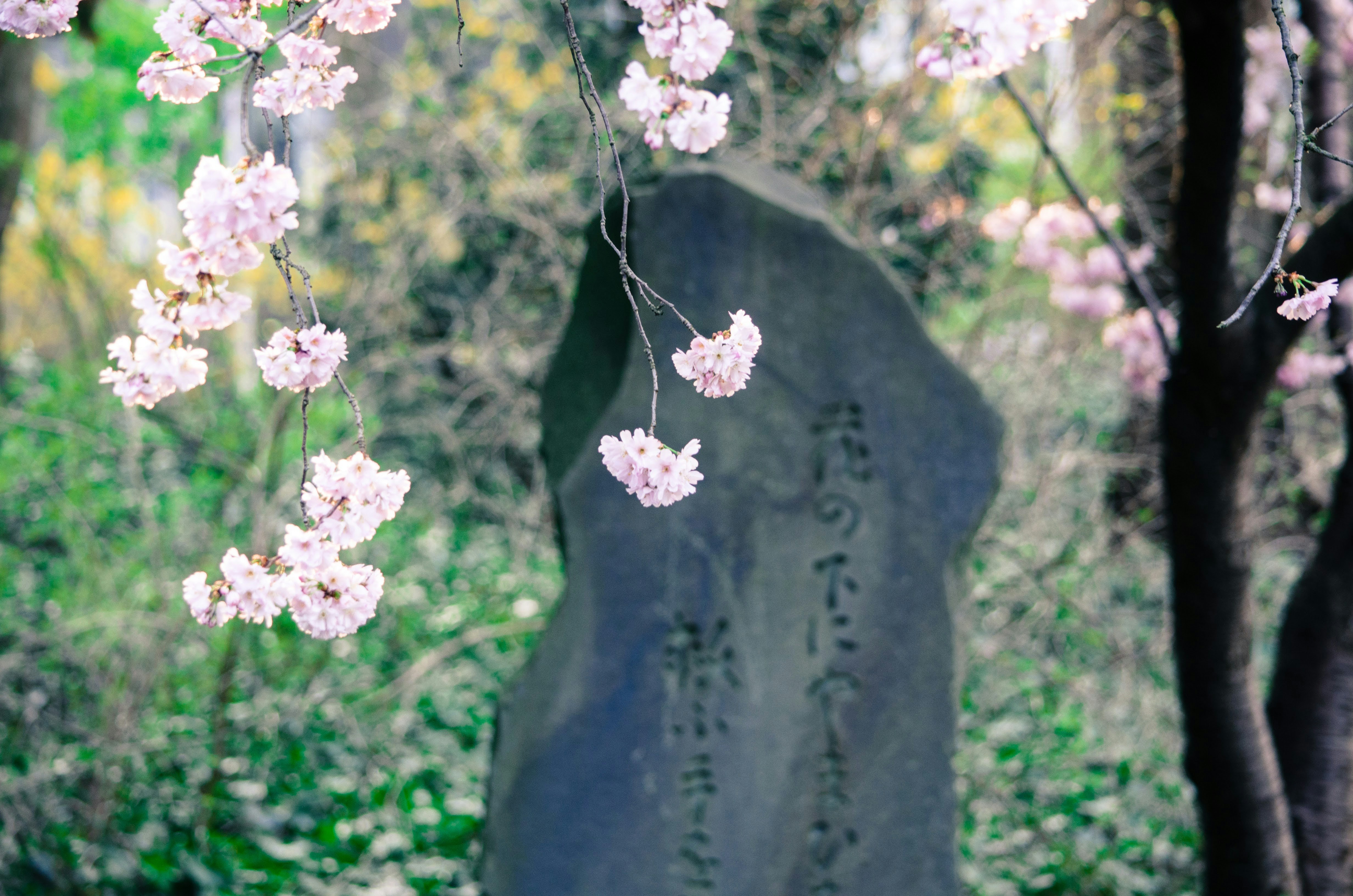 Photo by zlobiwankenobi