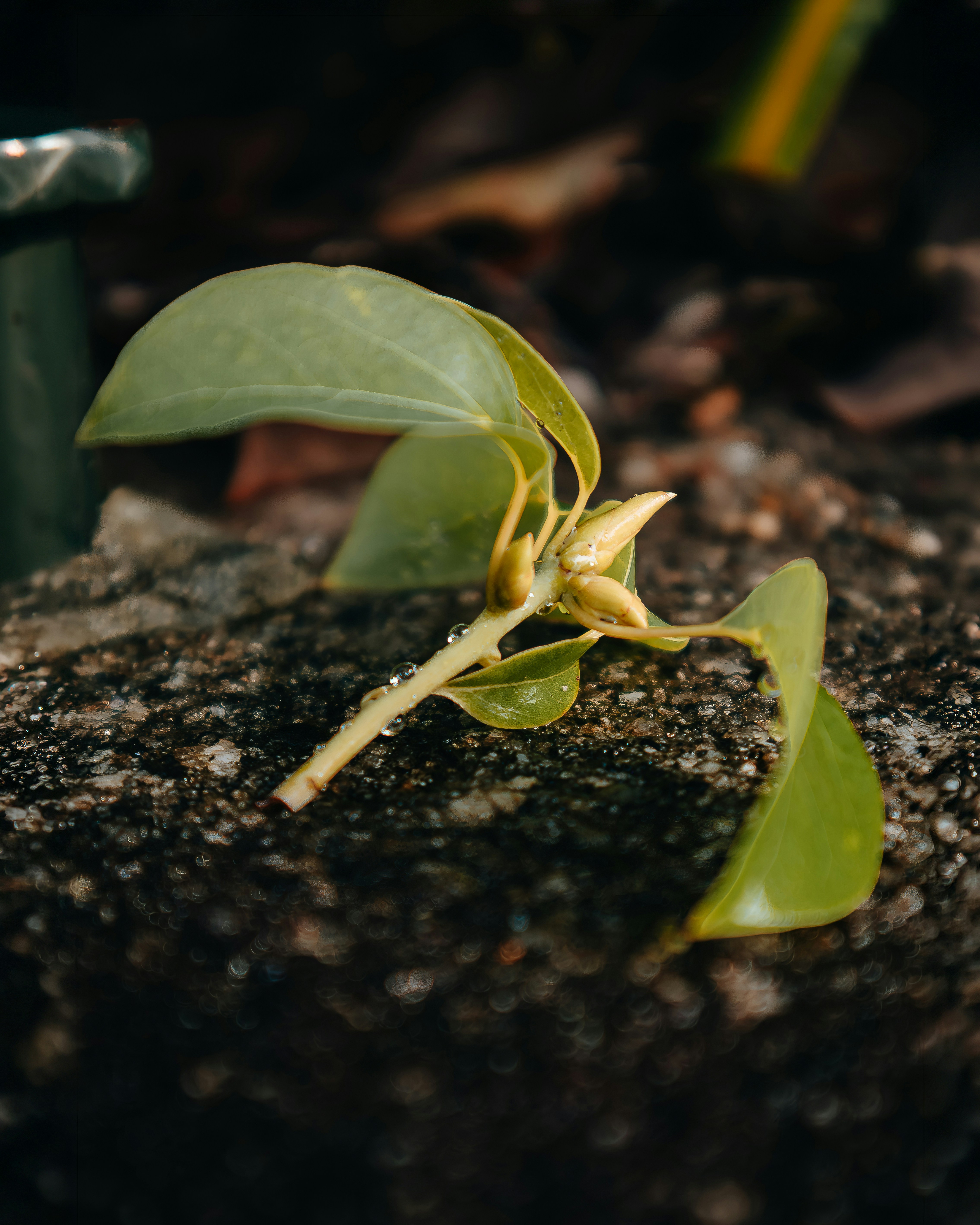 A small green plant sprout rests on a rough surface.