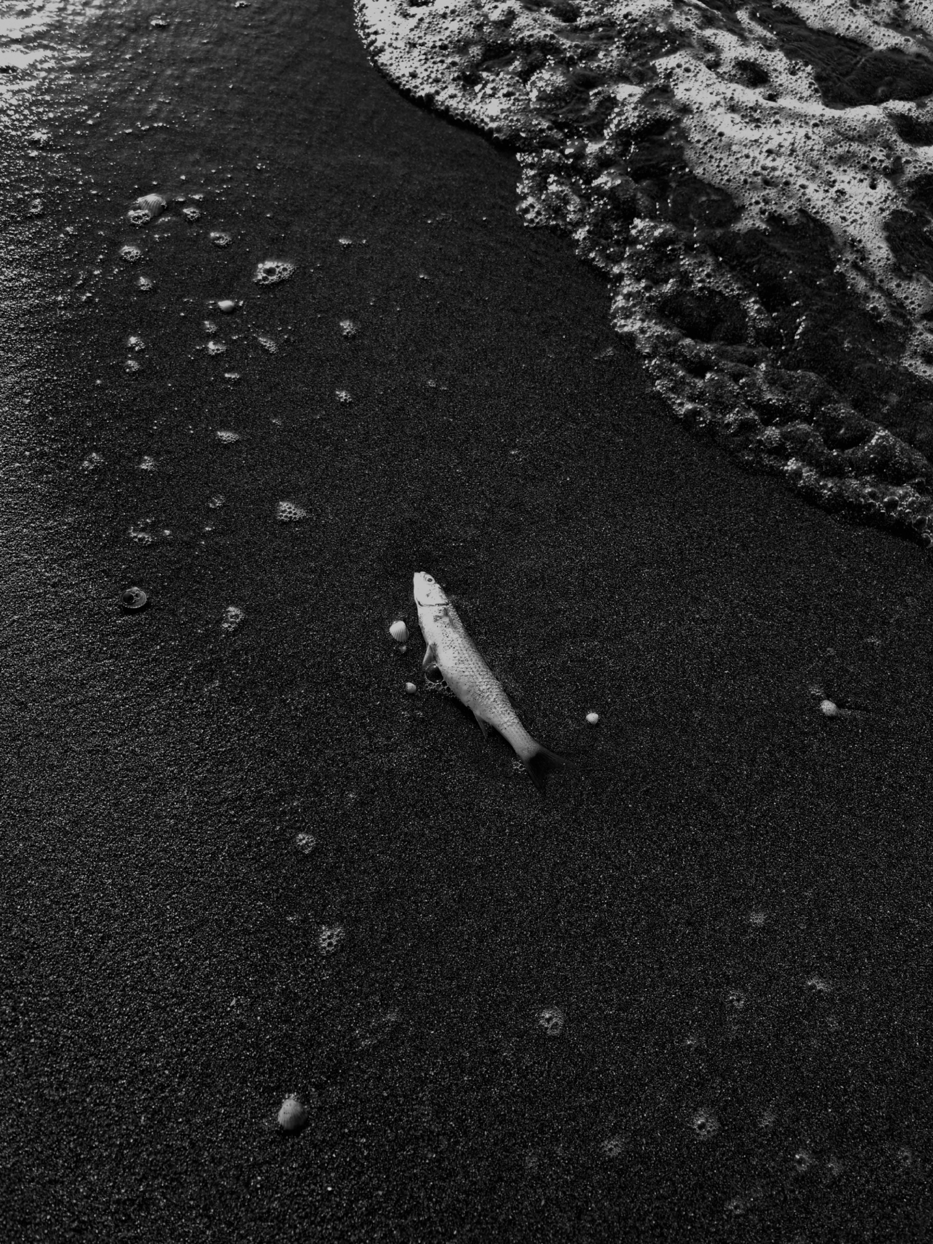 Seekor ikan mati kecil terdampar di pantai di pasir gelap.
