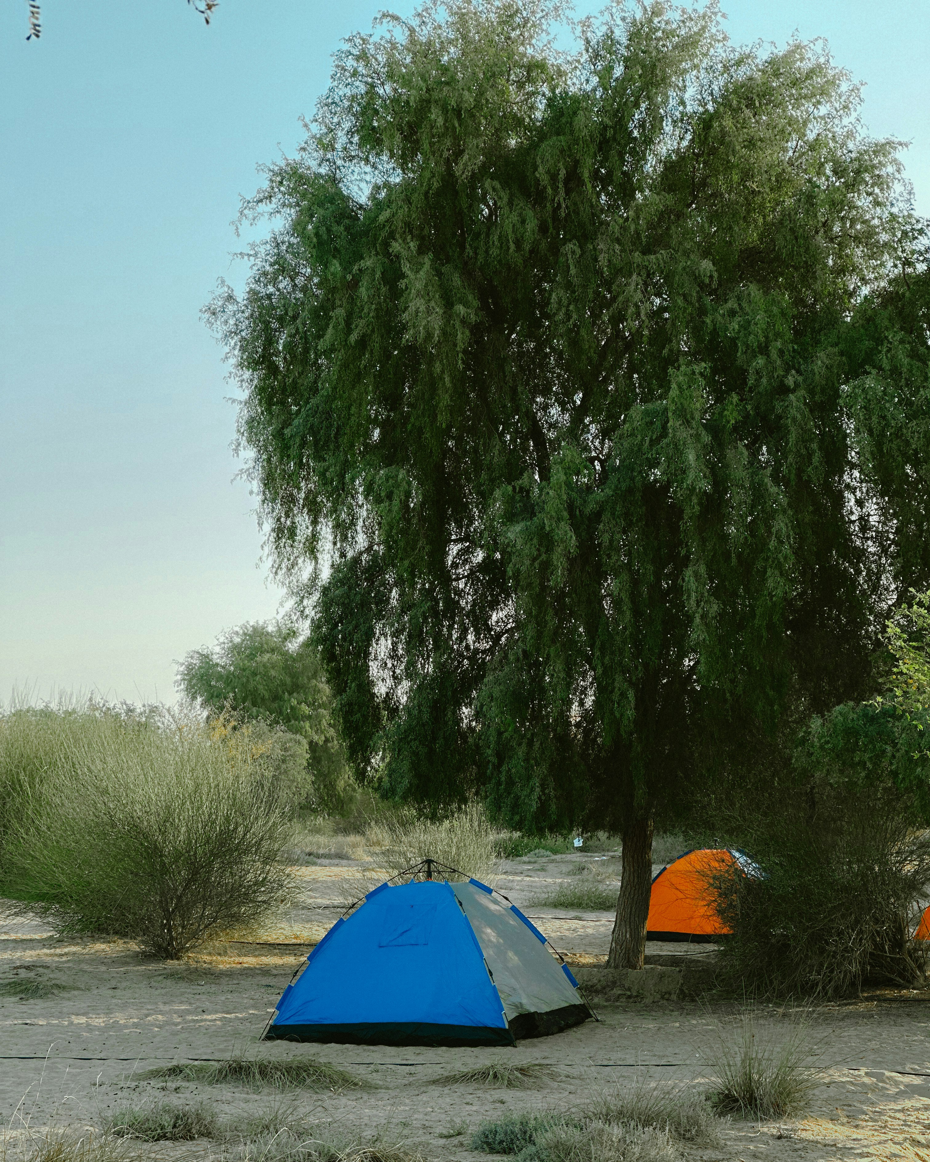 Dos tiendas montadas bajo un árbol grande.