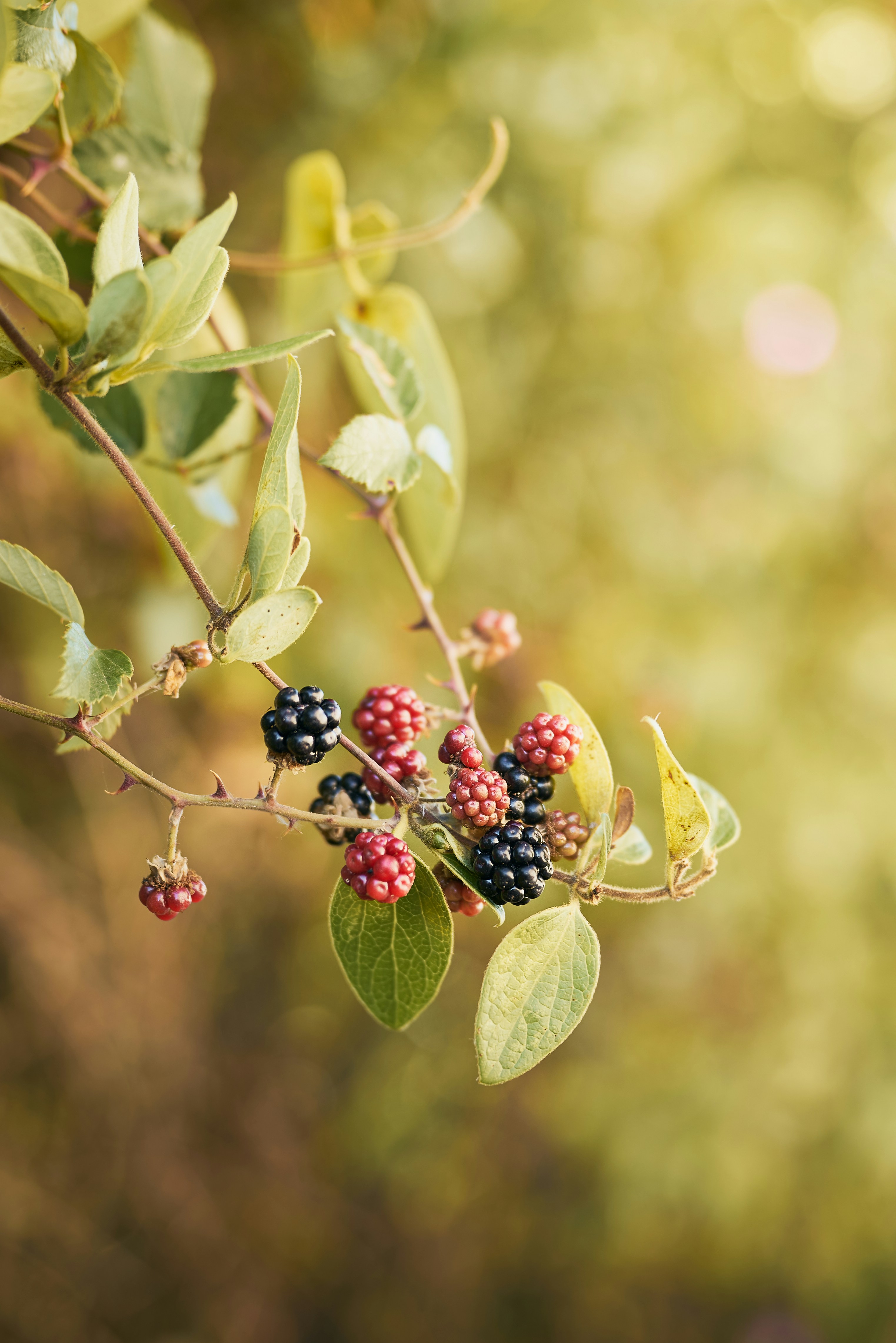 Photo by _devslashnull_