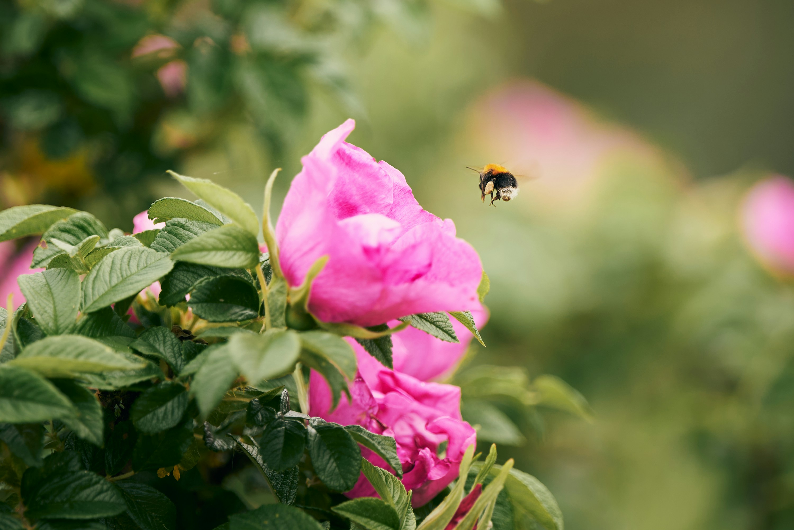 Photo by _devslashnull_