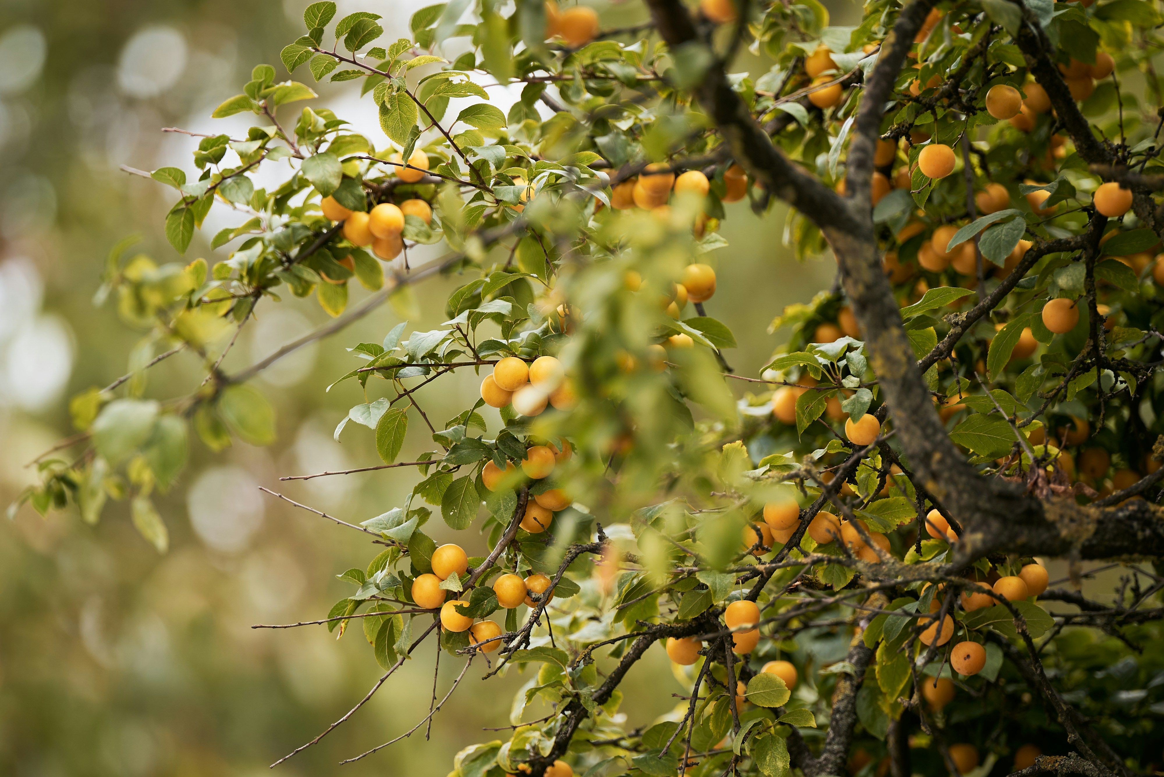 Photo by _devslashnull_