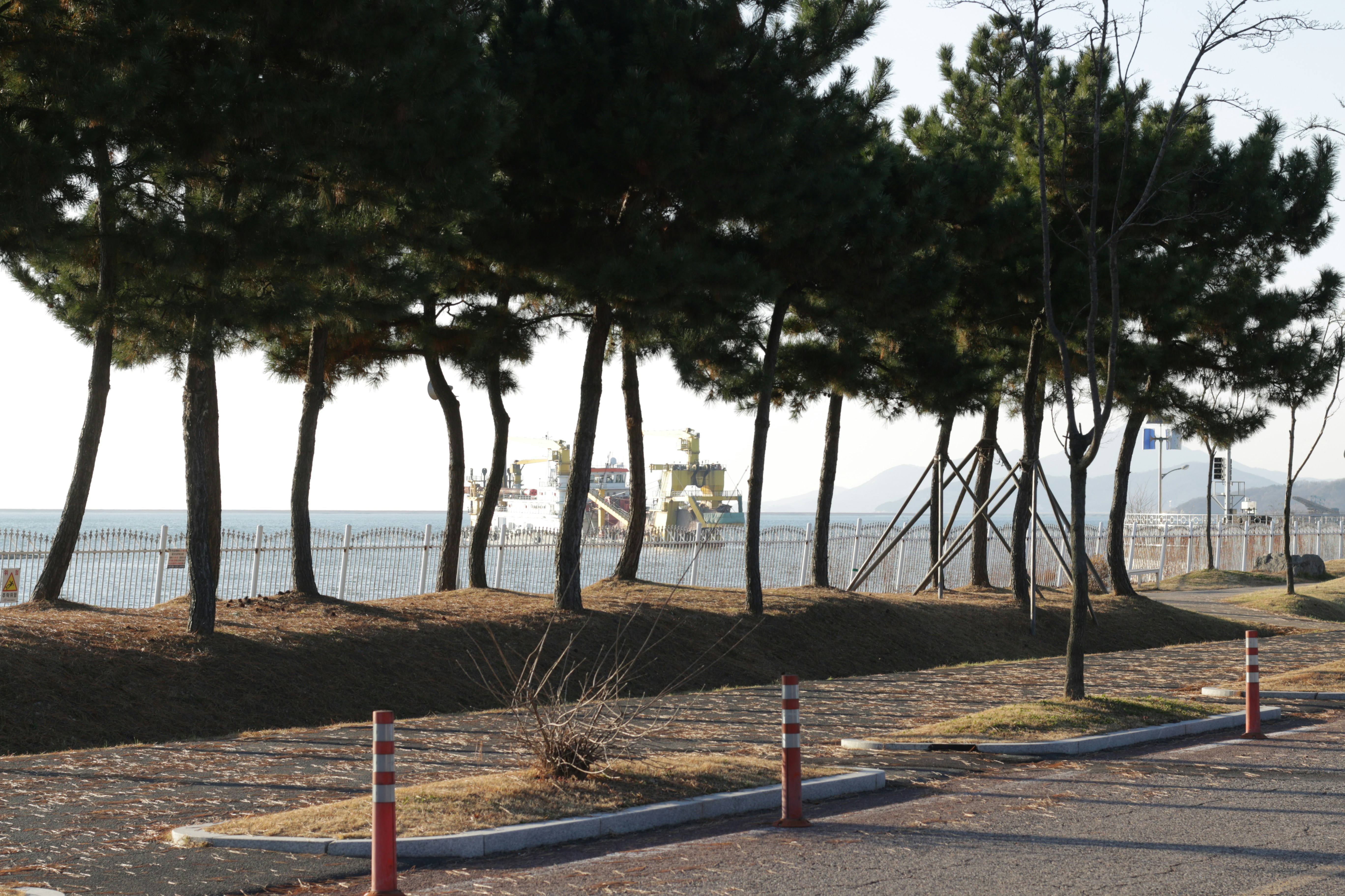 Kiefern säumen eine Uferpromenade mit einem großen Schiff vor der Küste.