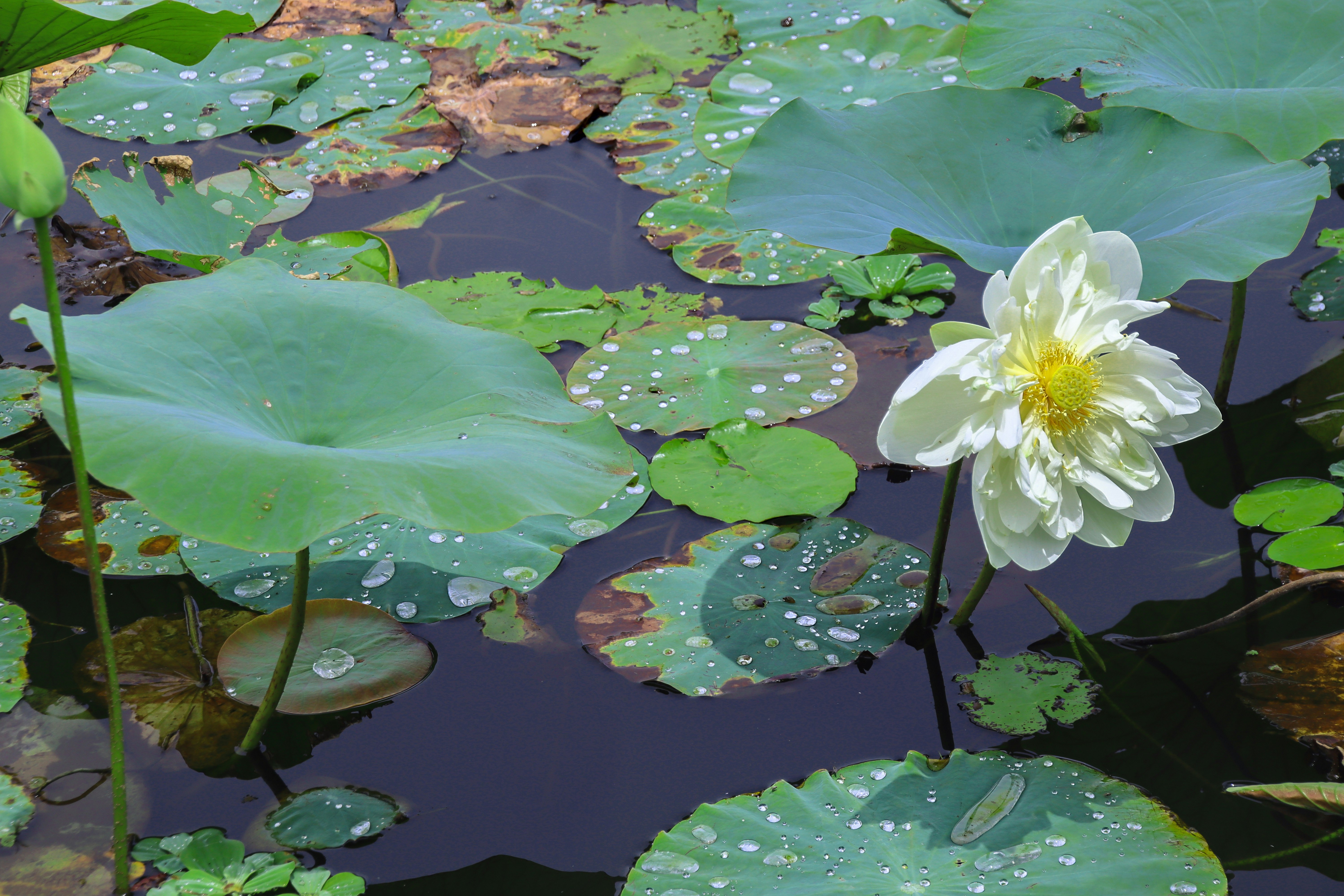 Photo by blog_region