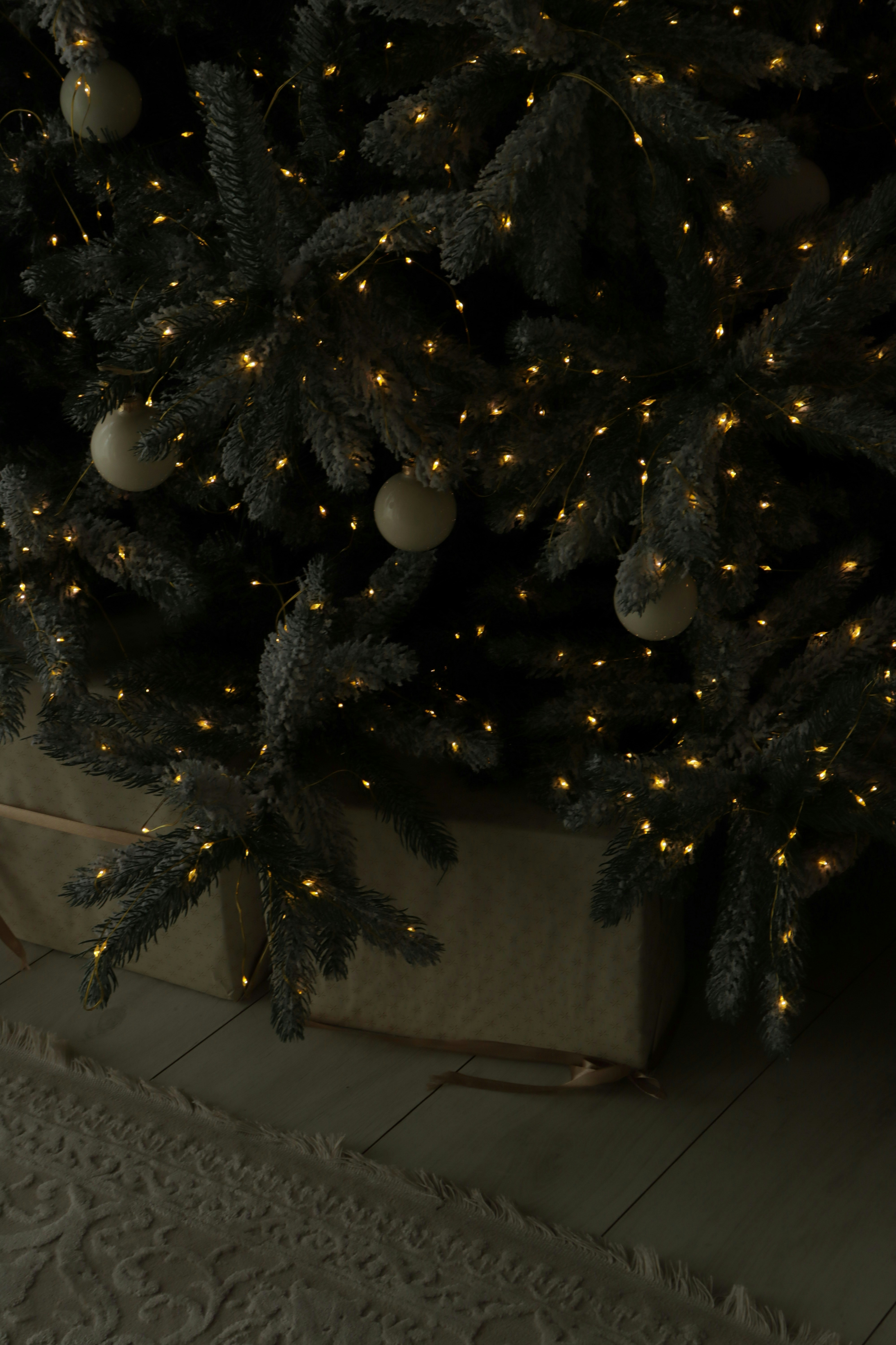 Photo by bored_mongoose