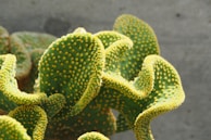 A close-up of a prickly pear cactus with yellow dots.