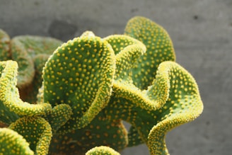 A close-up of a prickly pear cactus with yellow dots.