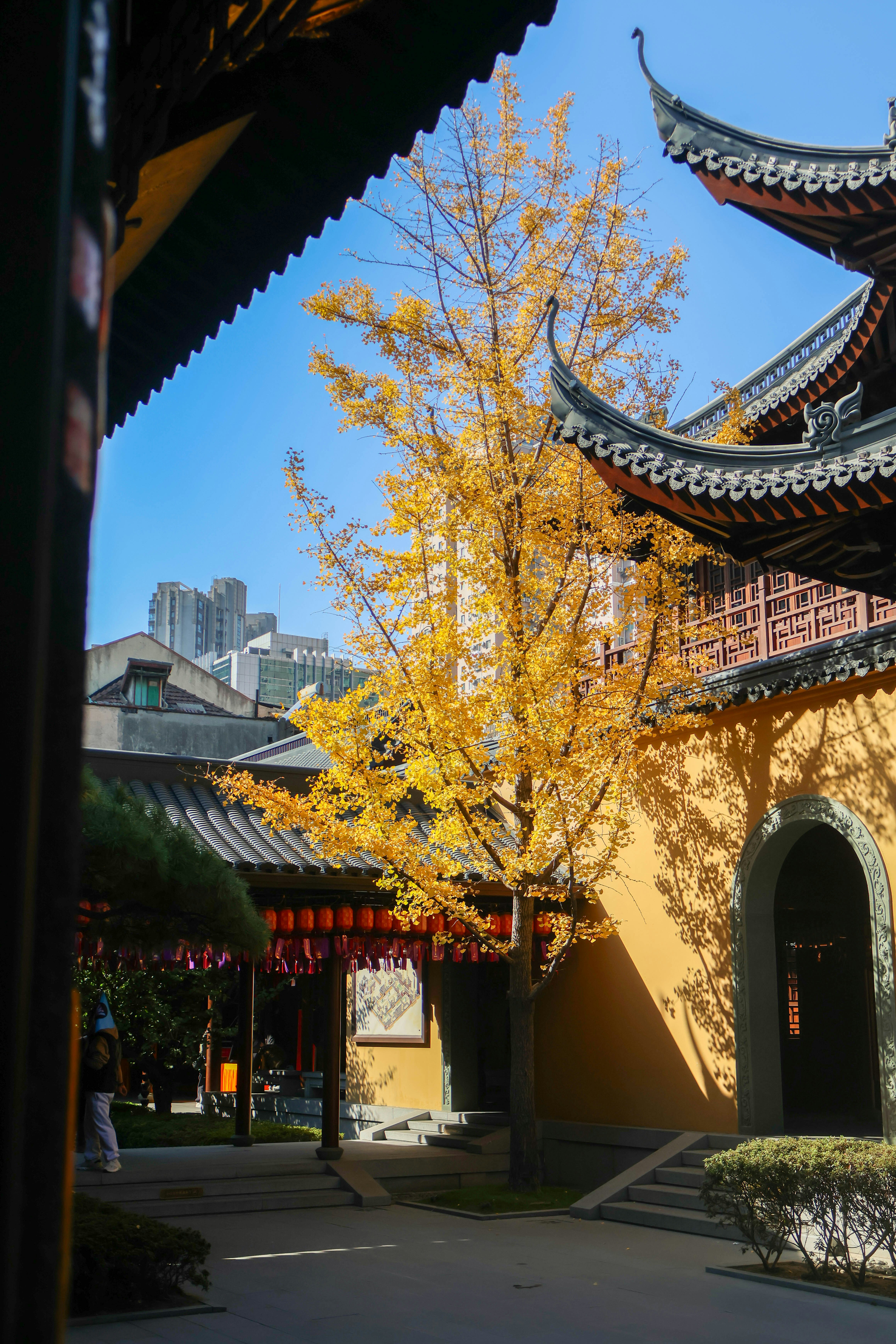 Yellow ginkgo tree in a temple courtyard