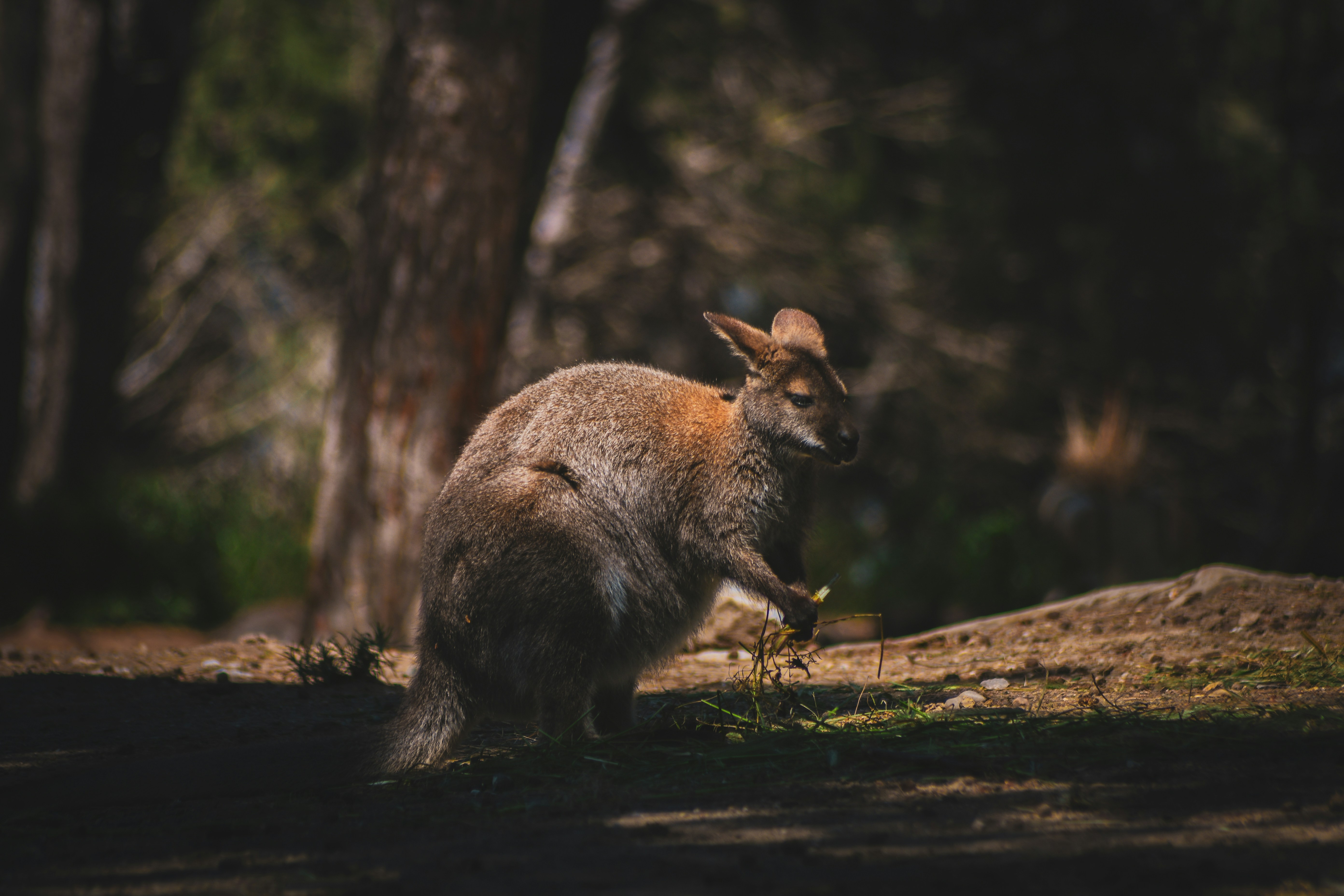 Un wallaby se tient dans une clairière ensoleillée.