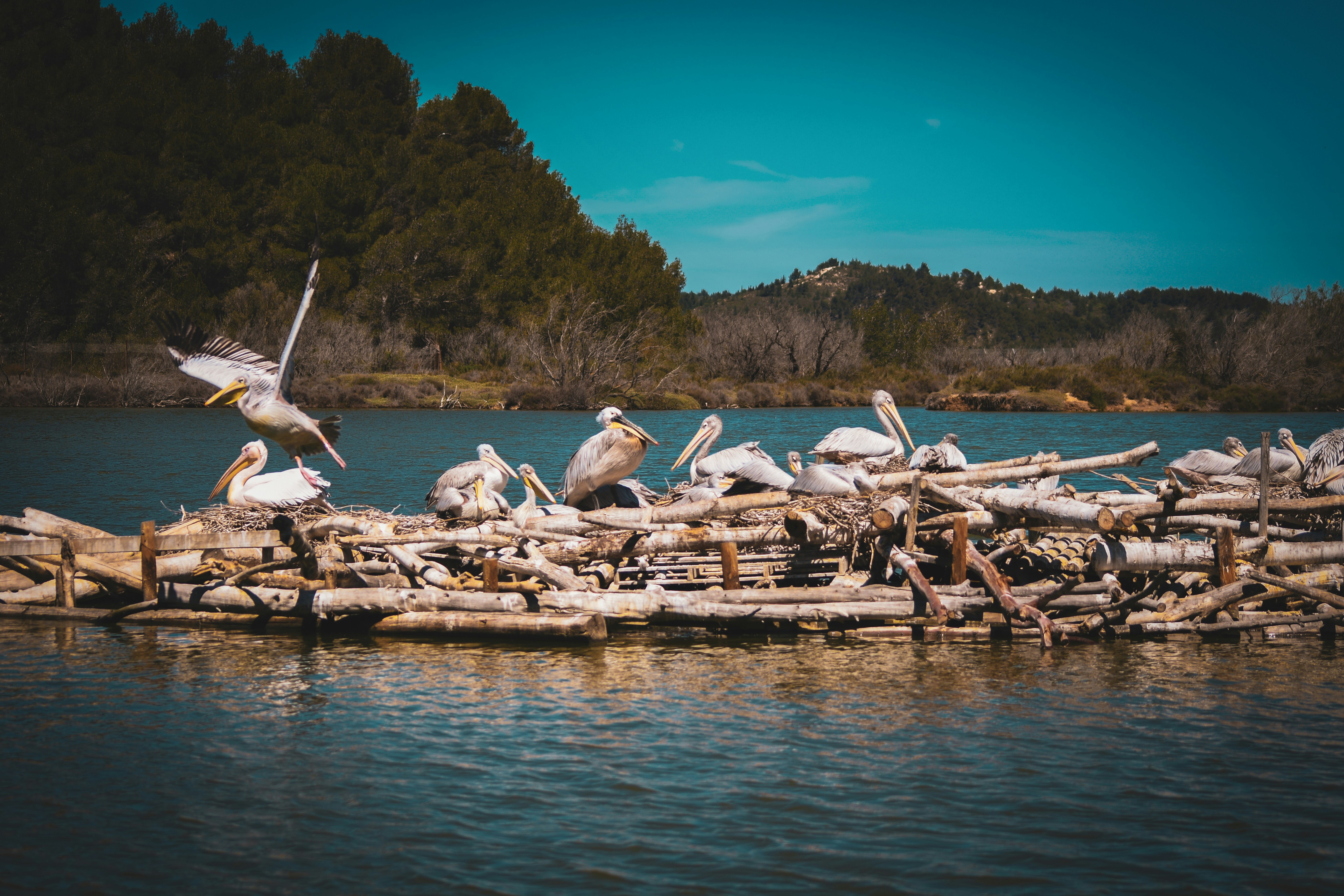 Des pélicans reposant sur une structure en bois dans l’eau.