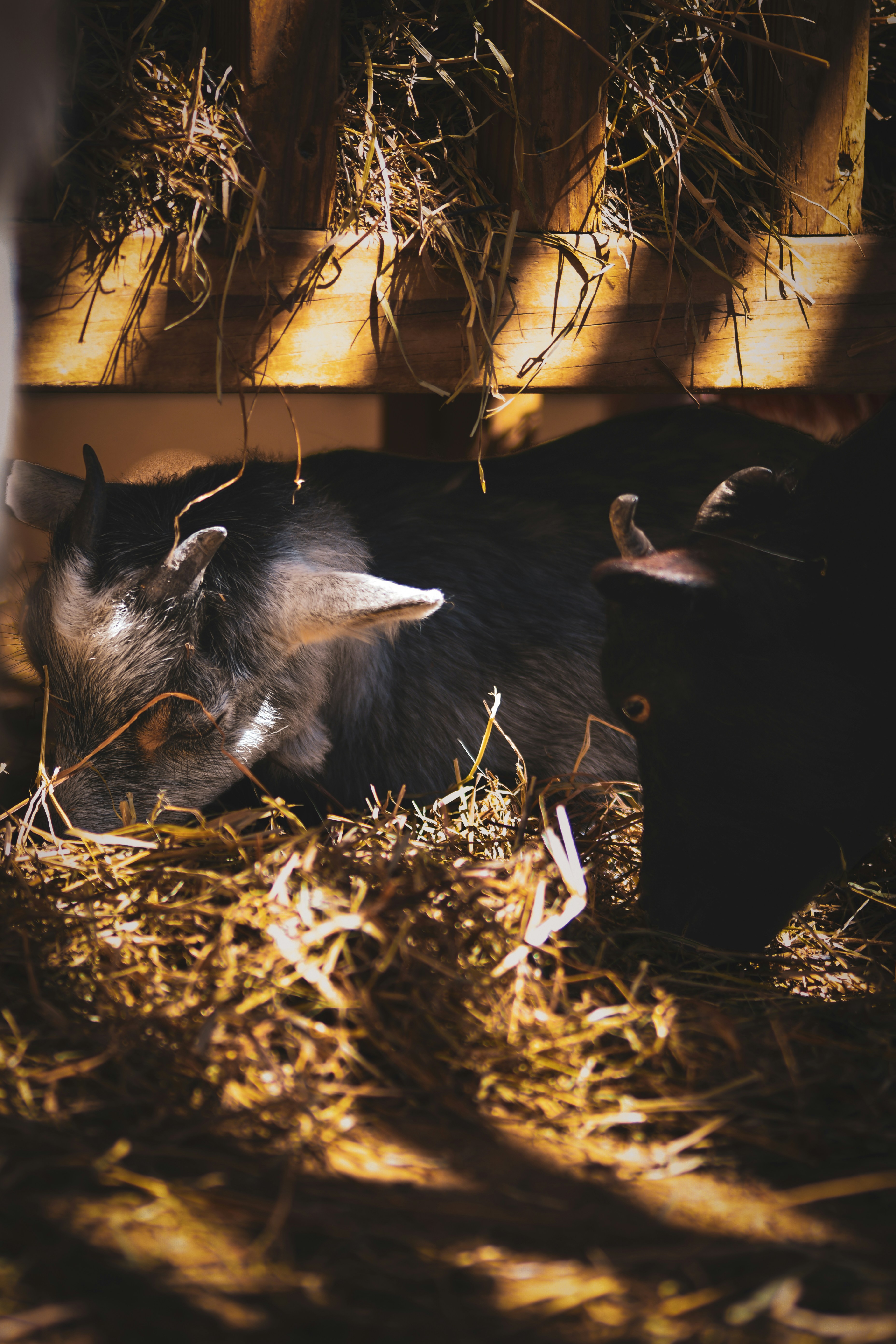 Deux chèvres reposant dans un enclos rempli de foin