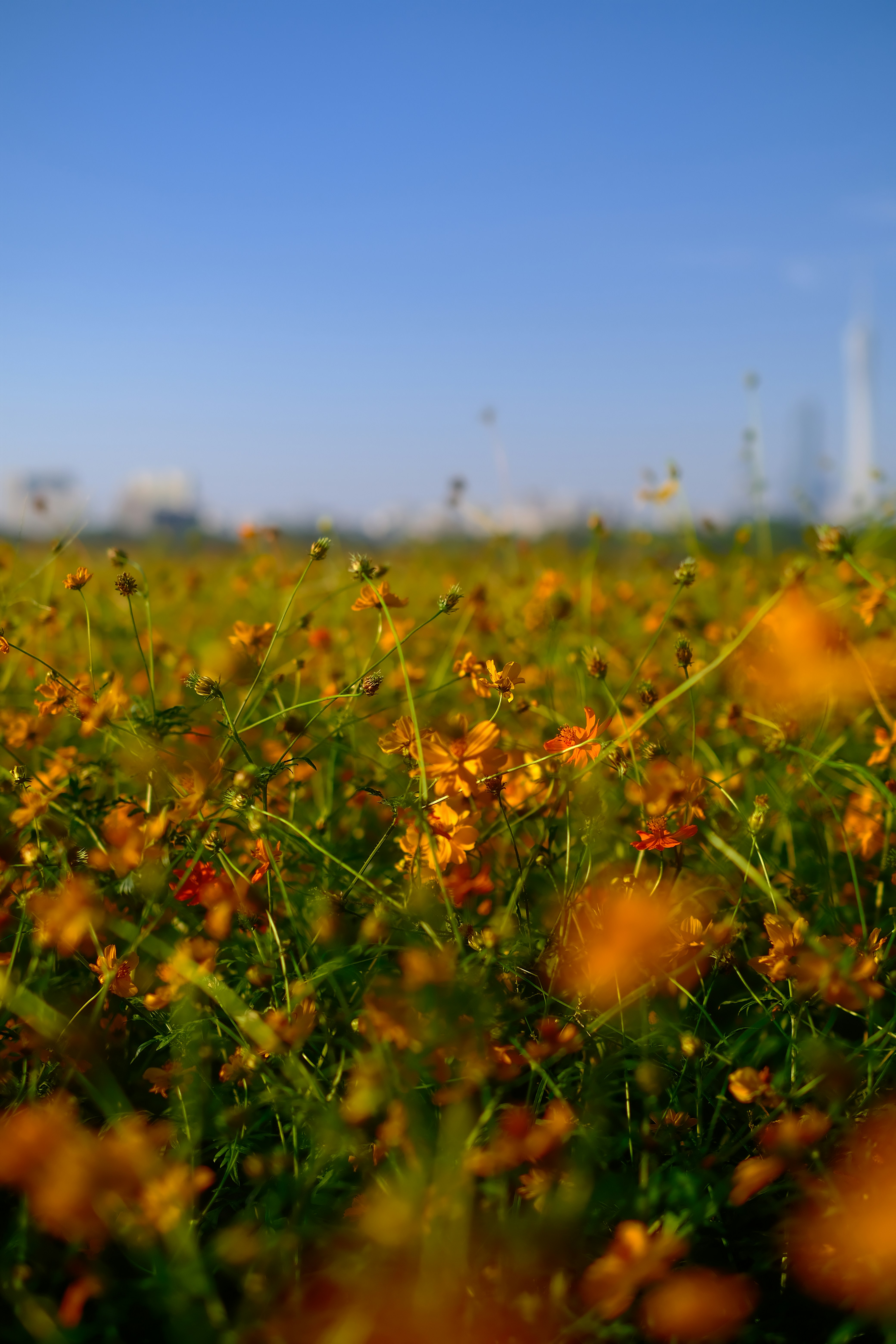 Champ de fleurs orange sous un ciel bleu clair.