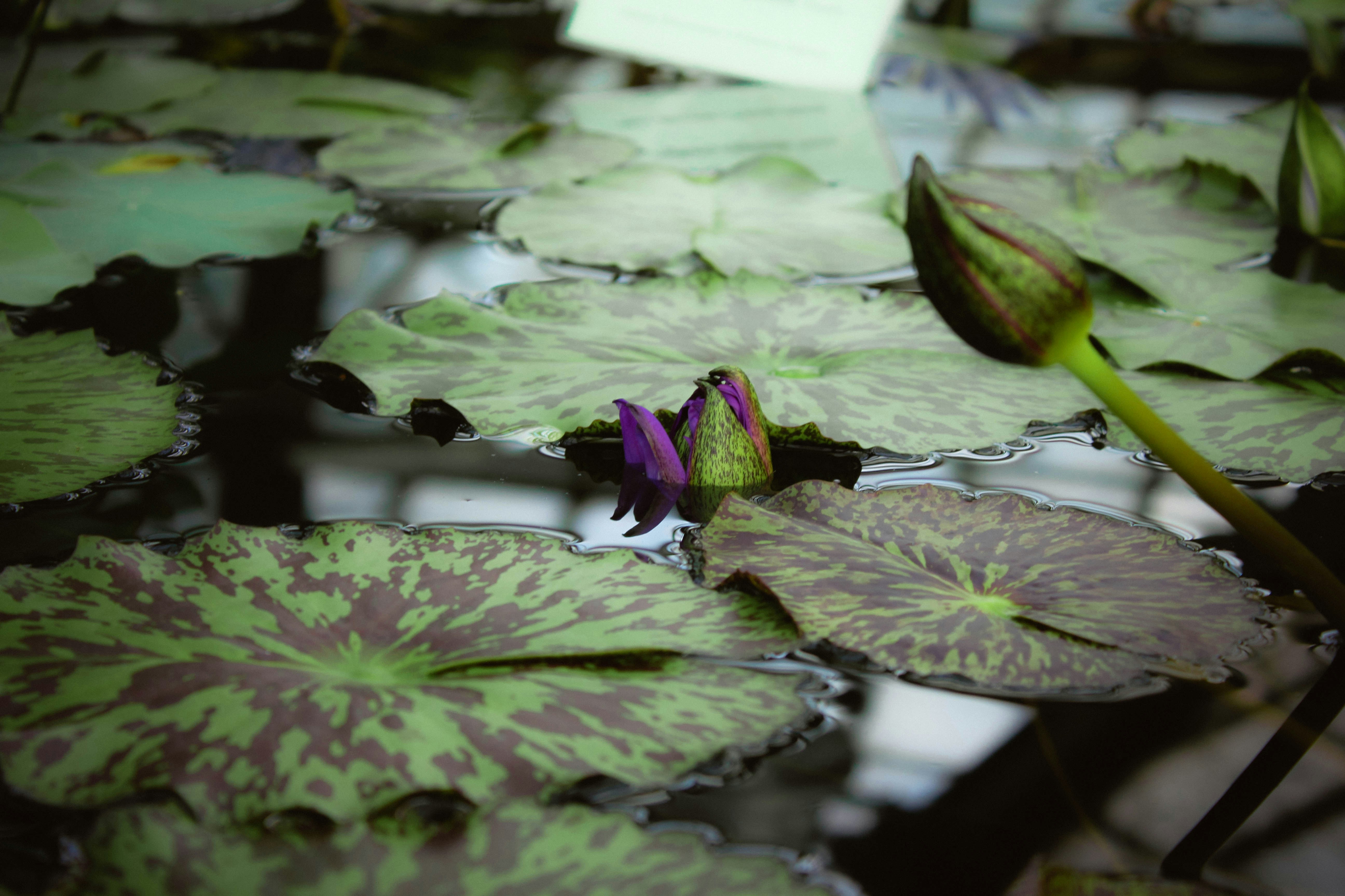Purple water lily buds surrounded by lily pads