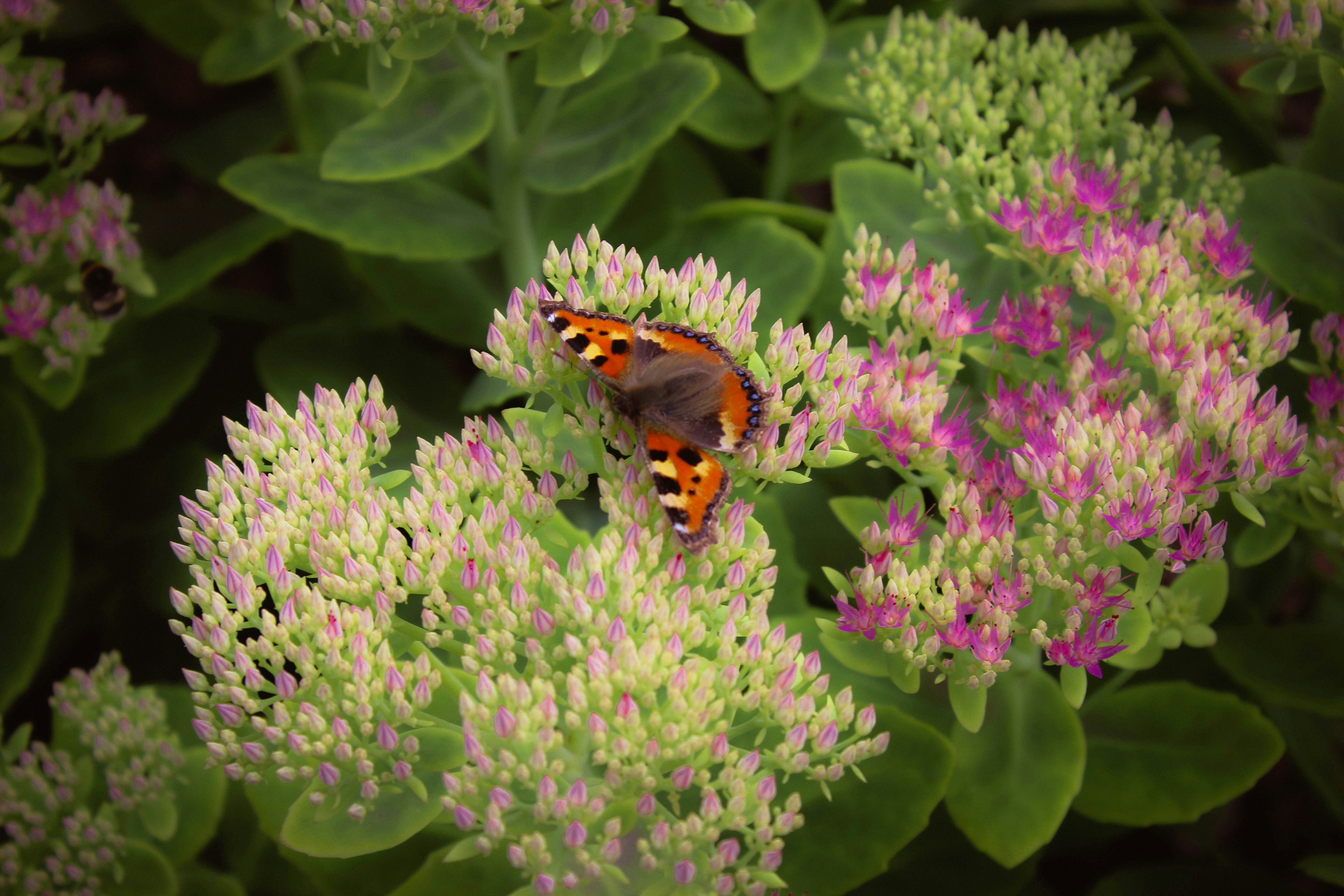 Butterfly resting on a cluster of blooming flowers