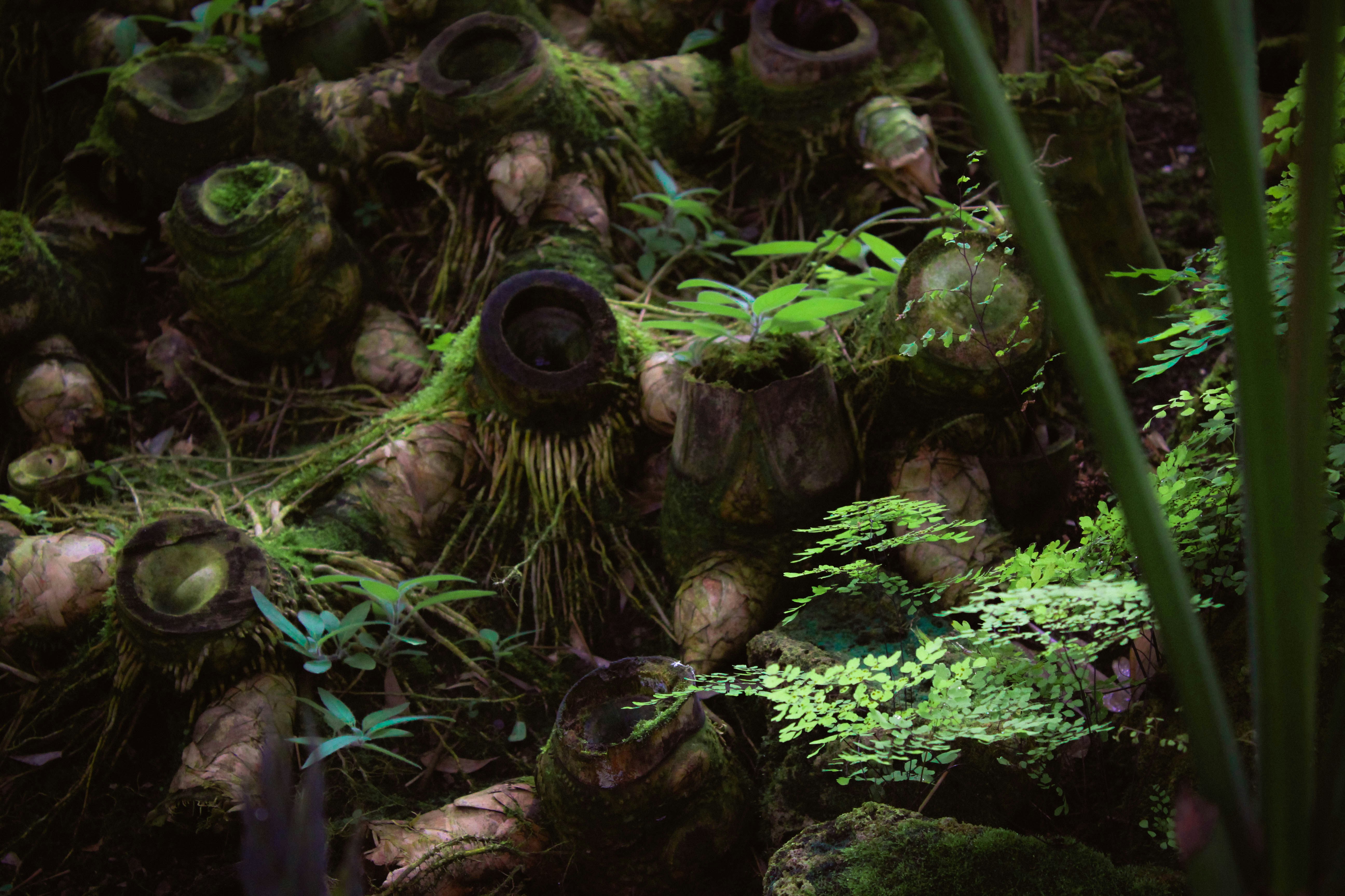 Mossy tree stumps overgrown with lush green foliage