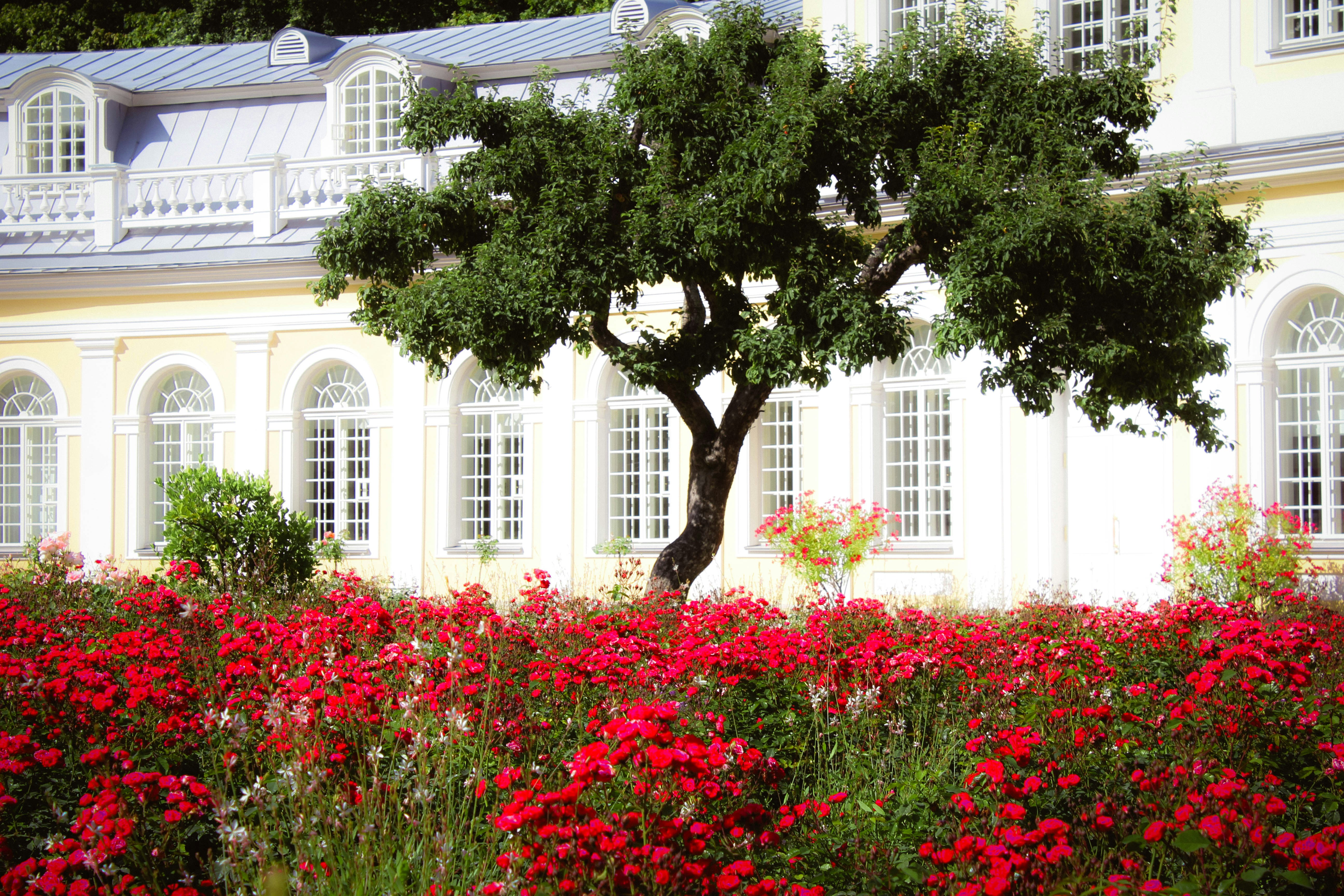 A large tree stands behind a bed of red roses.