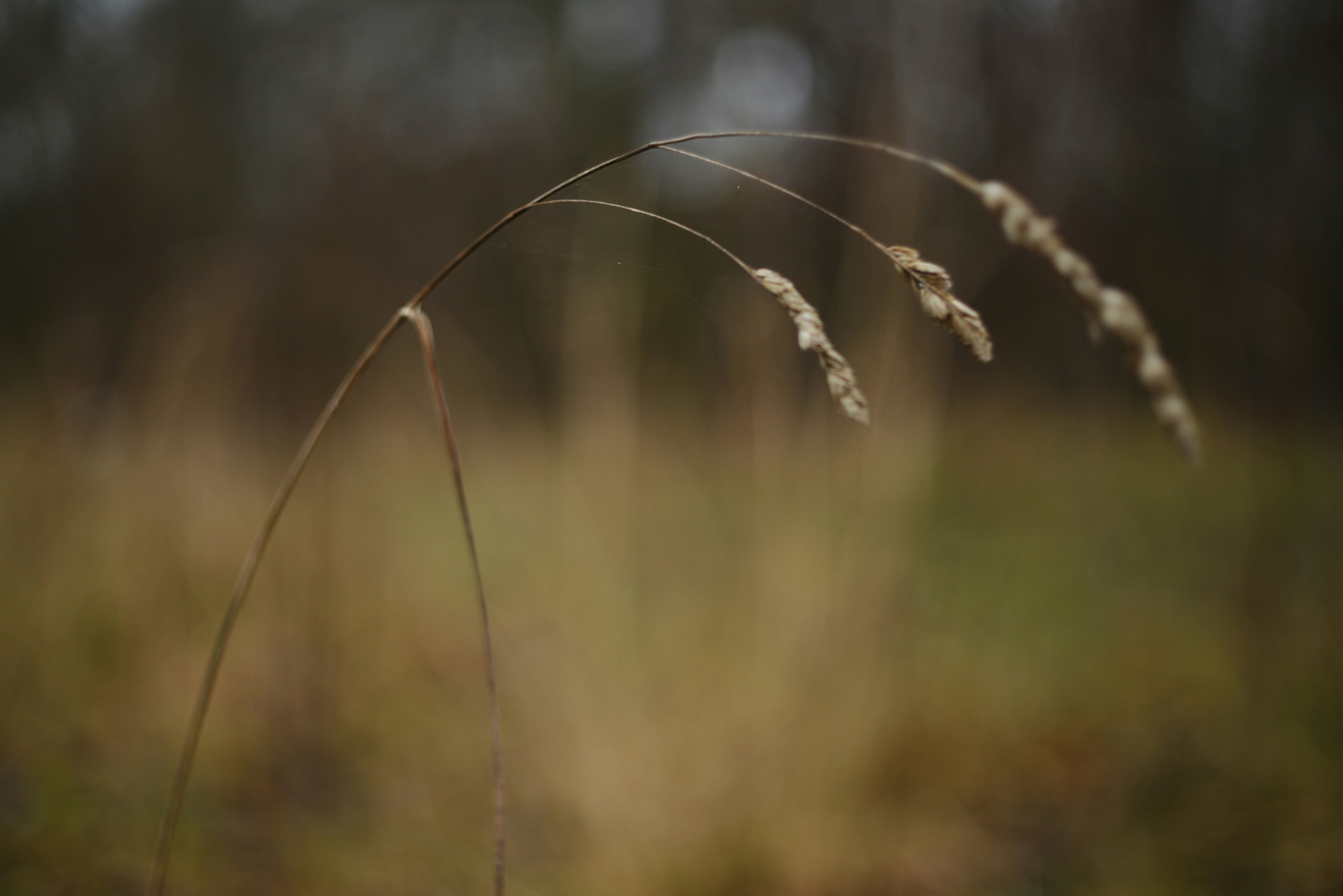 Photo by cherstve_pechivo