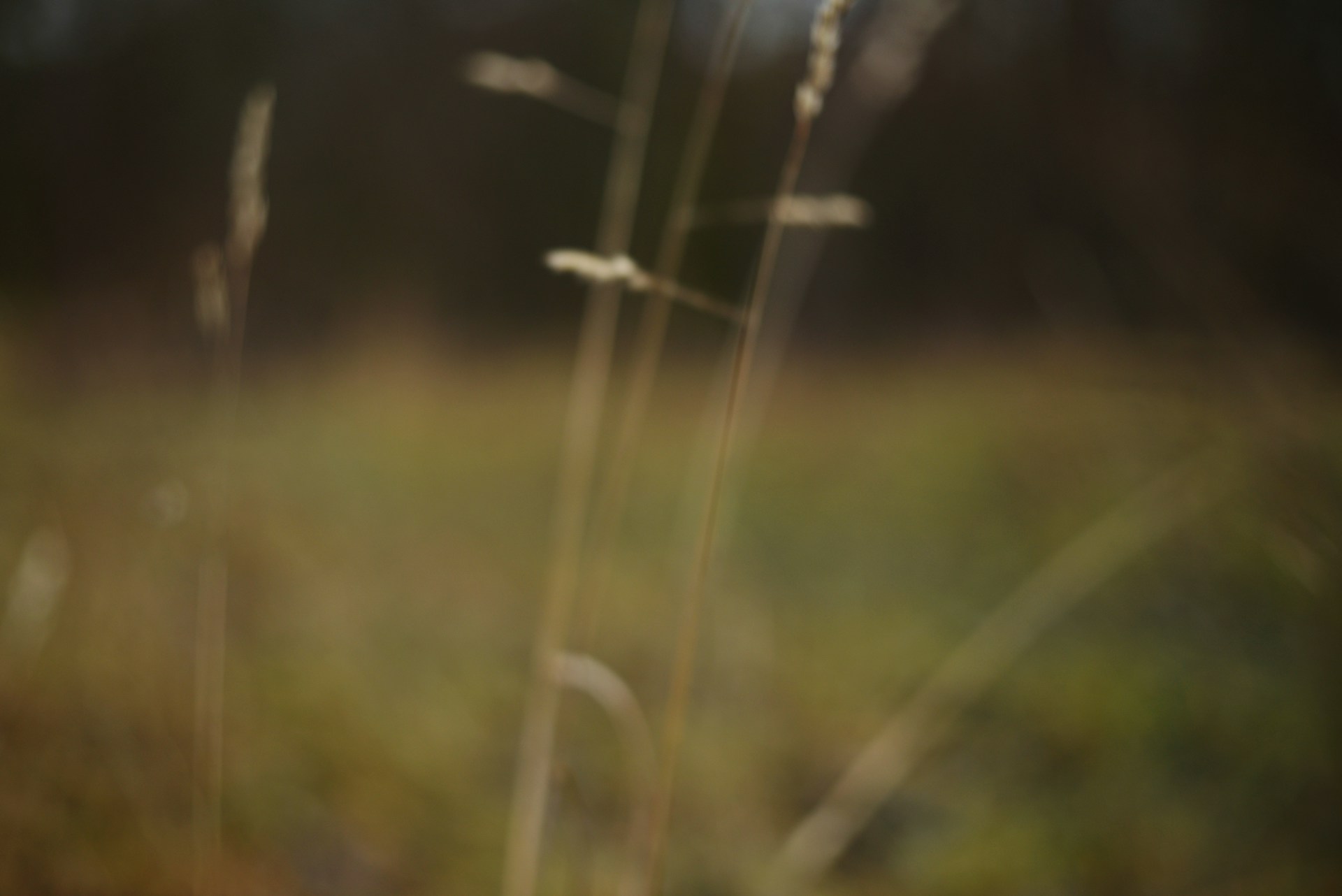 Tall dry grass stalks in a field.