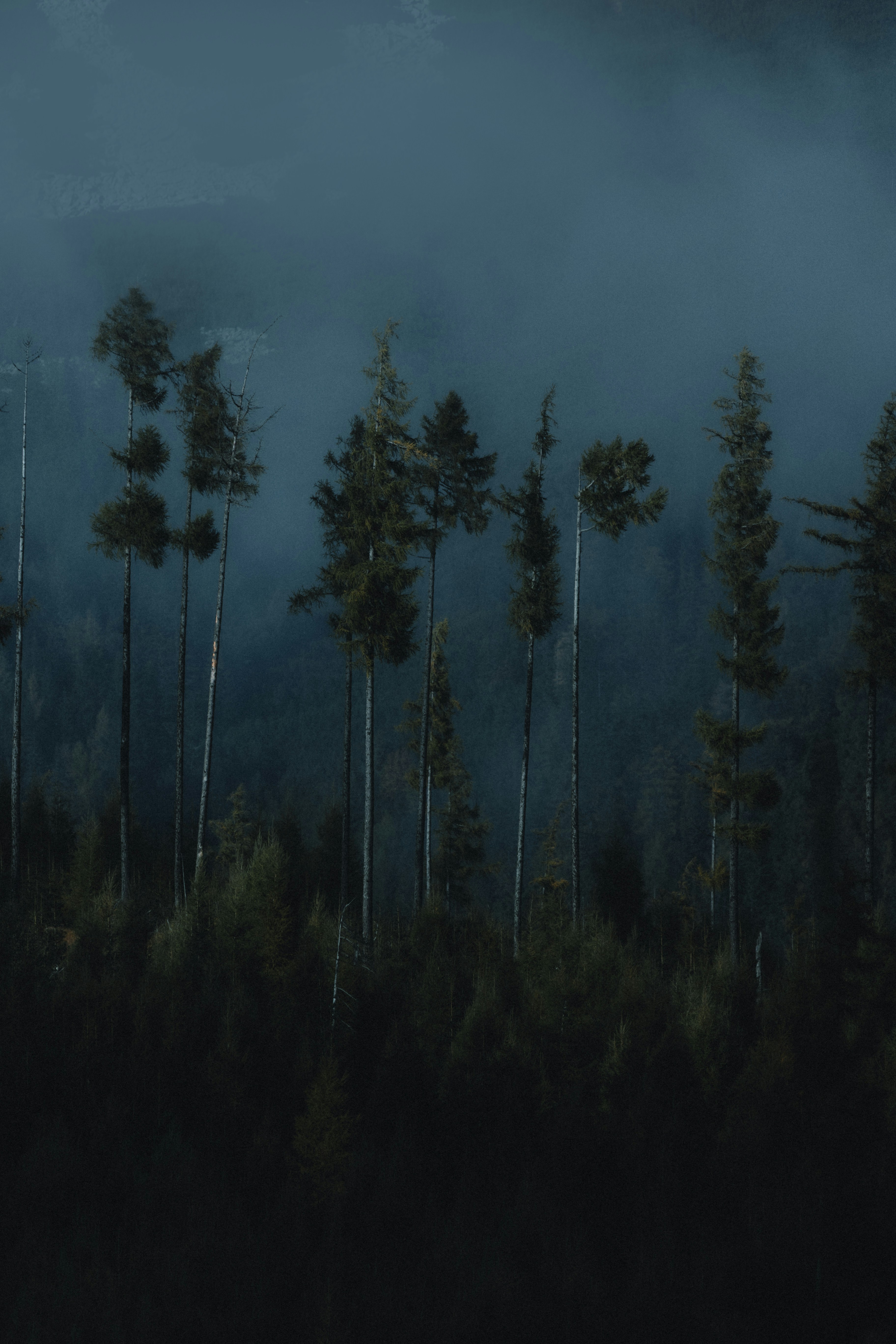 Tall trees in a misty, dark forest