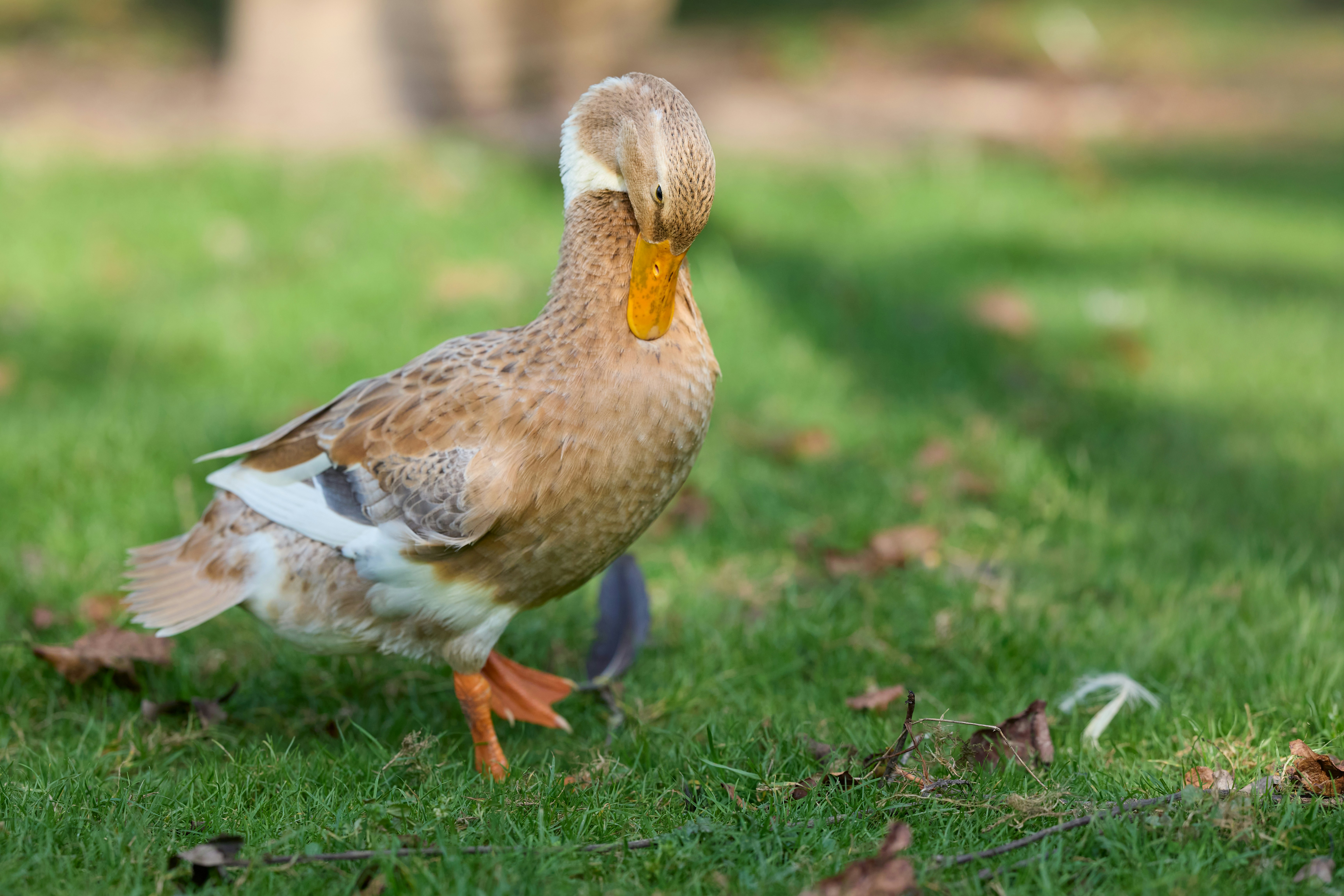 Photo by erwinbosman