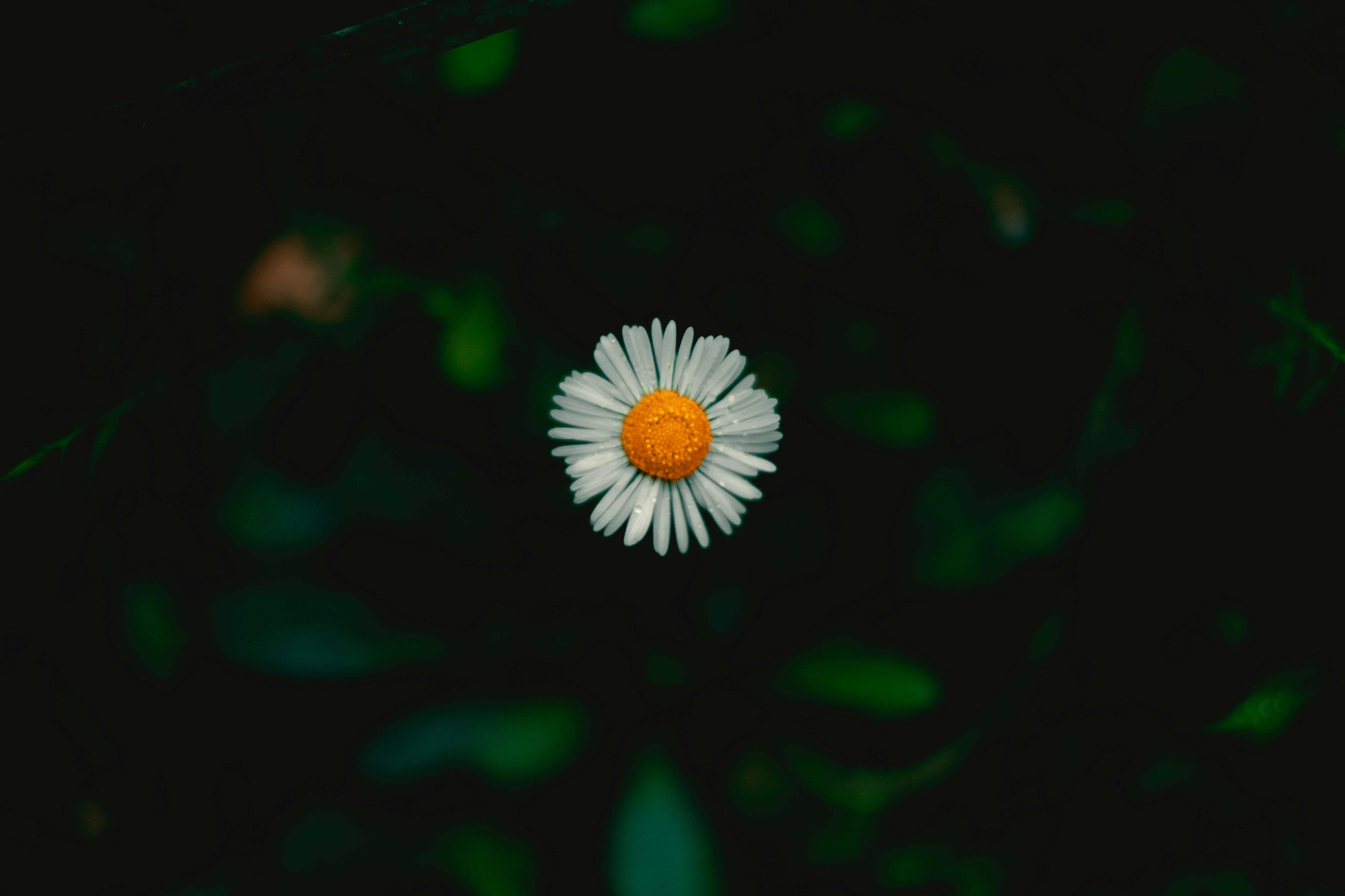 A single white daisy with a yellow center.