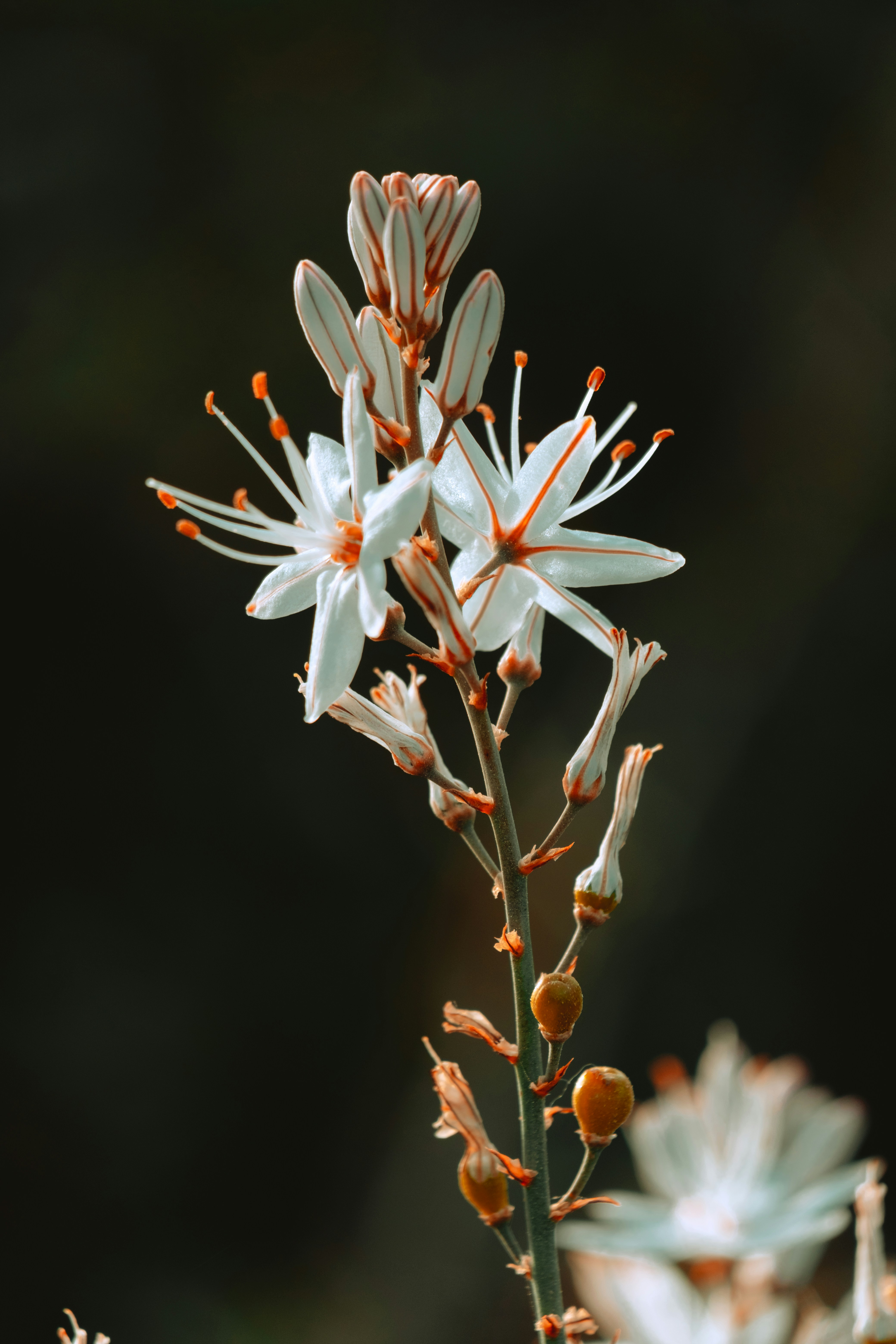 White and orange striped flower with buds