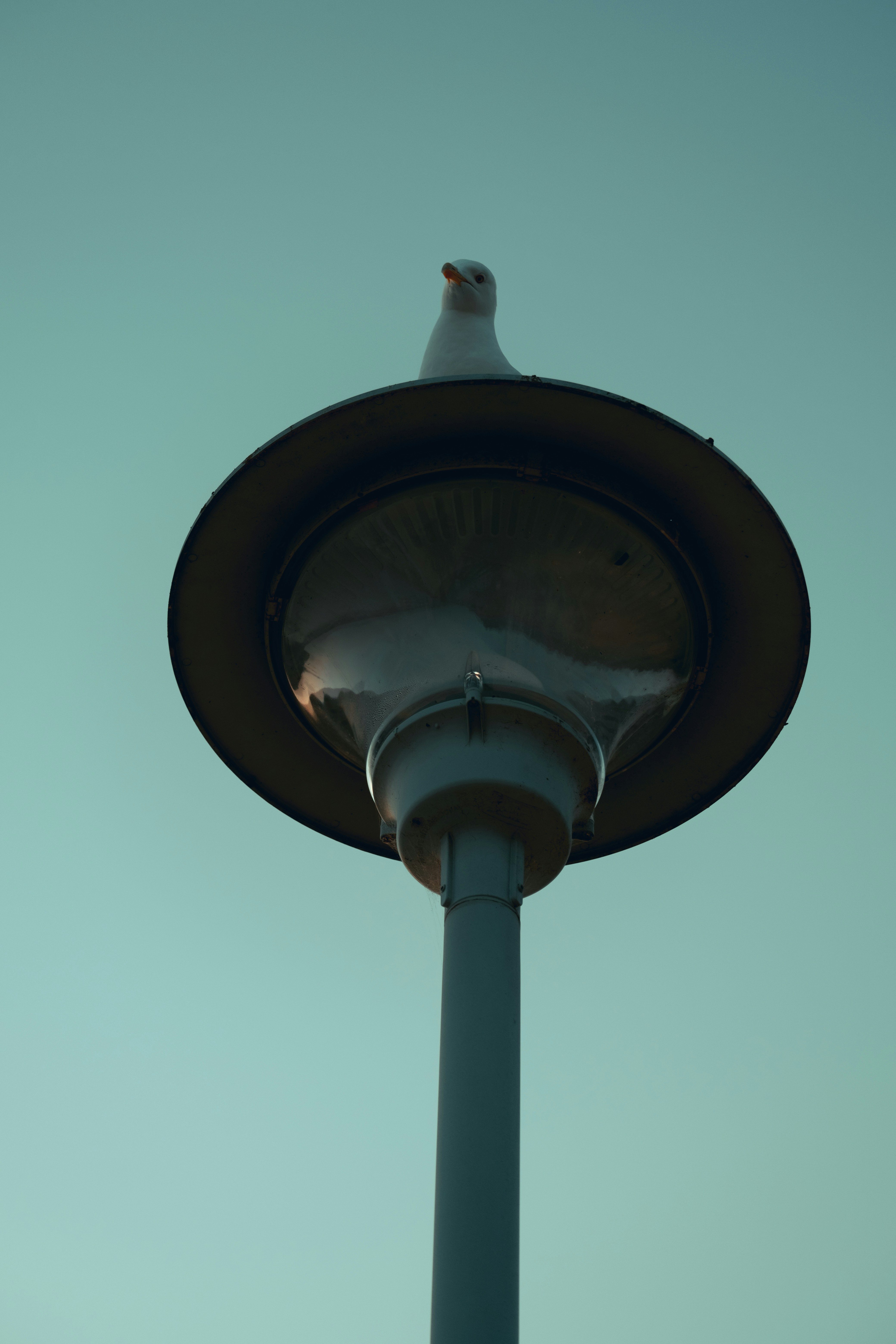 Seagull perched on top of a street lamp.