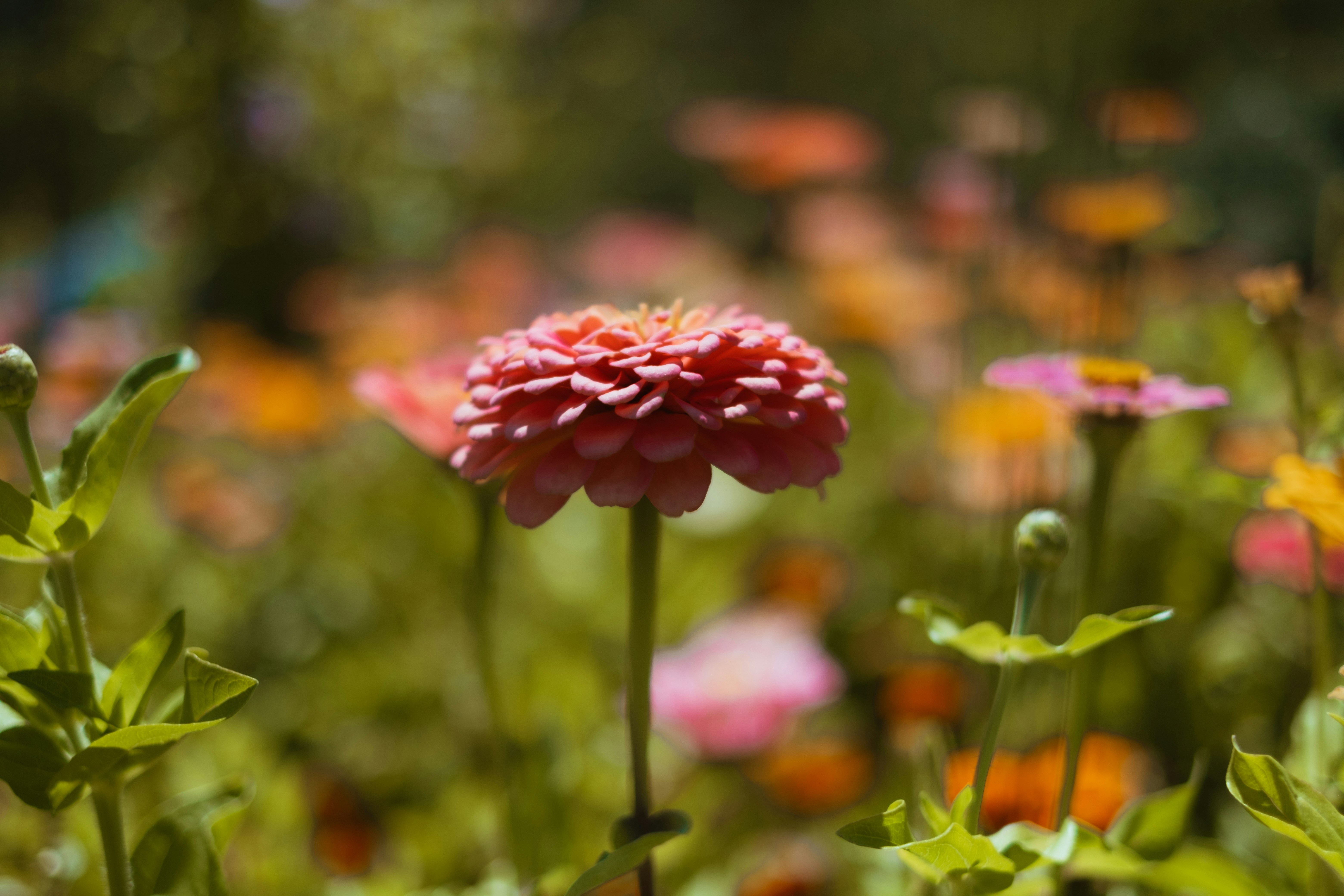 A close-up of a pink zinnia flower in a garden.