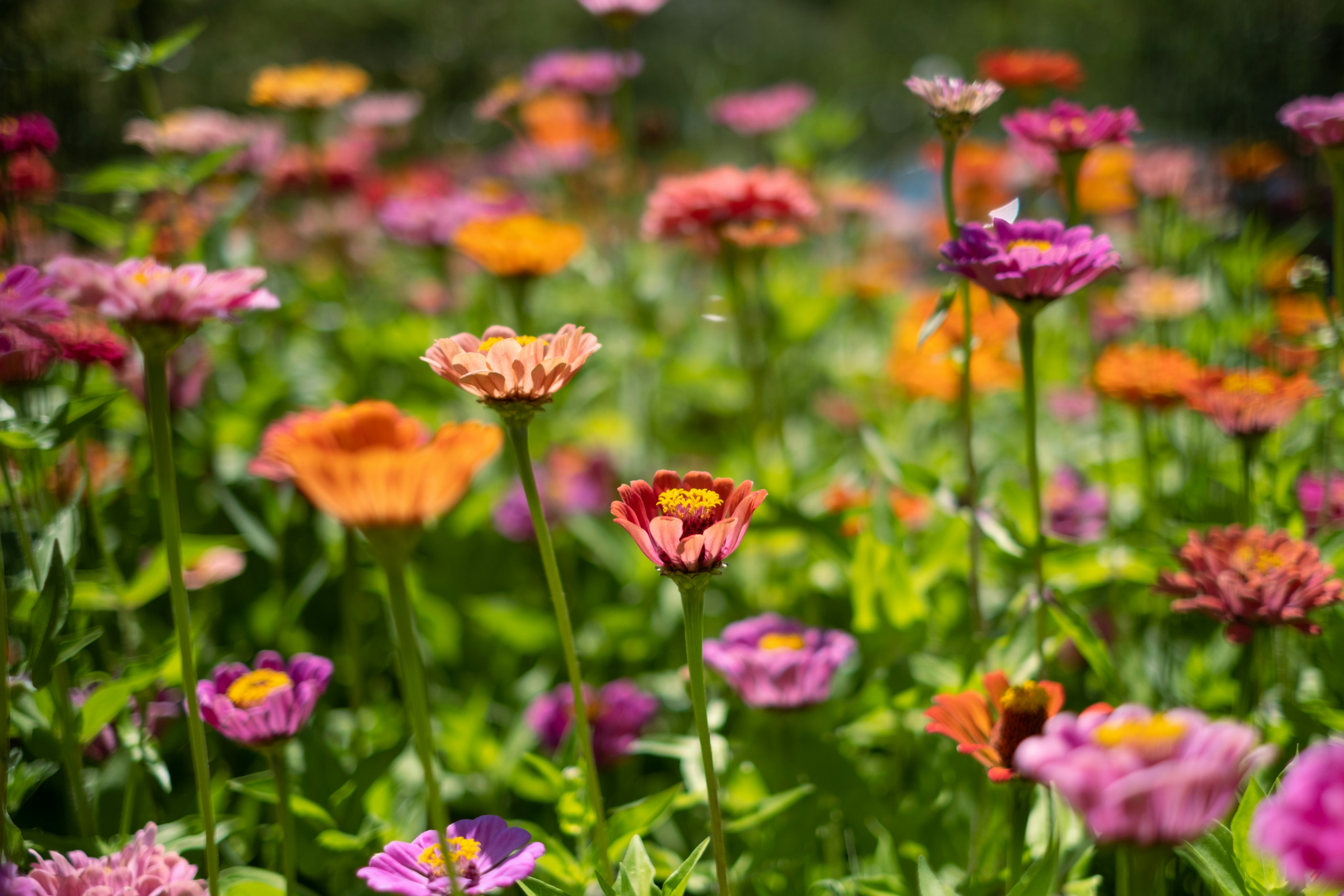 Colorful flowers spring summer, ilustrasi artikel Blooming Beauty: Stunning Floral Arrangements for Every Season 5