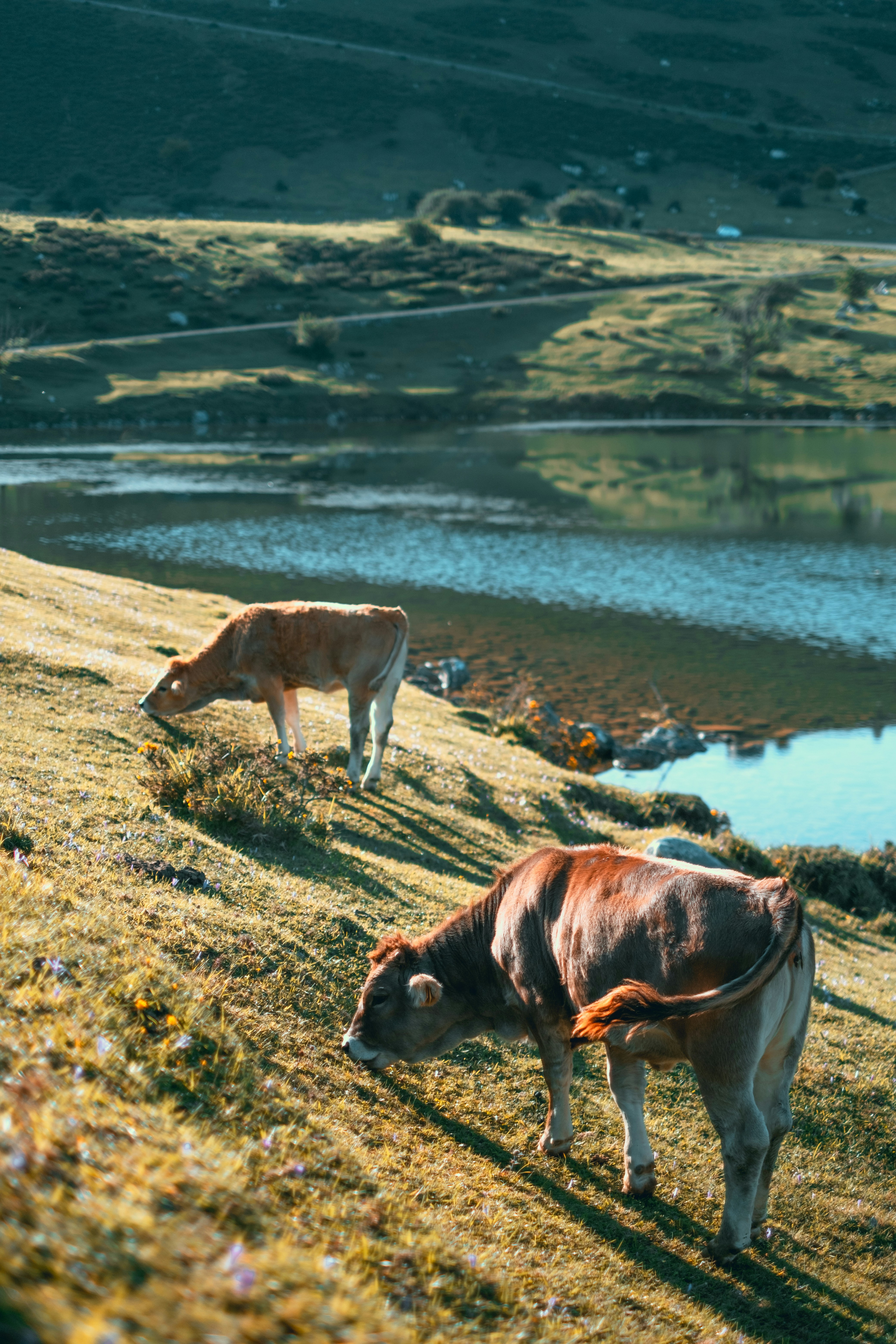Two cows grazing on a grassy hillside near a lake.