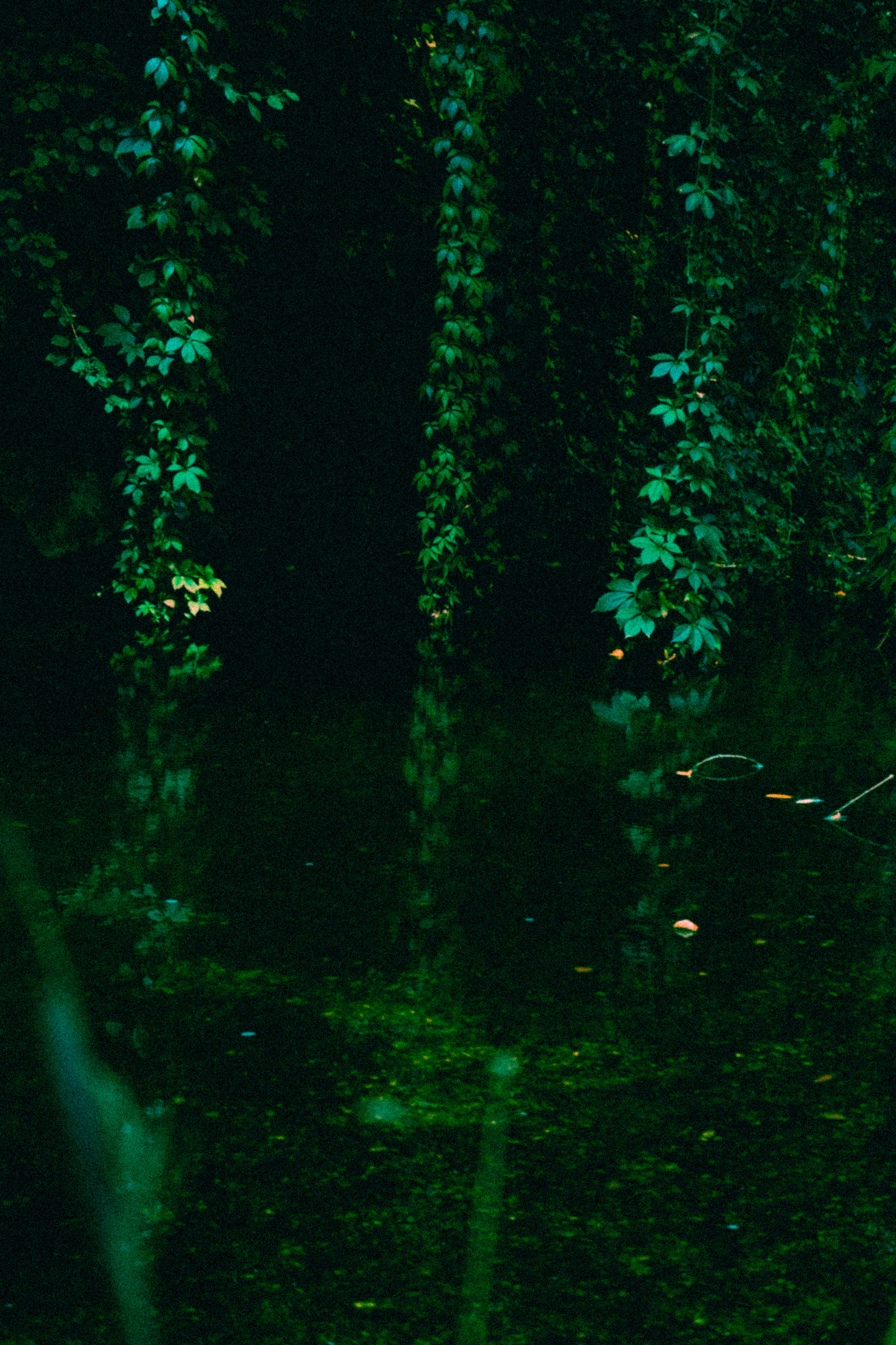 Dark forest with lush green ivy and reflections