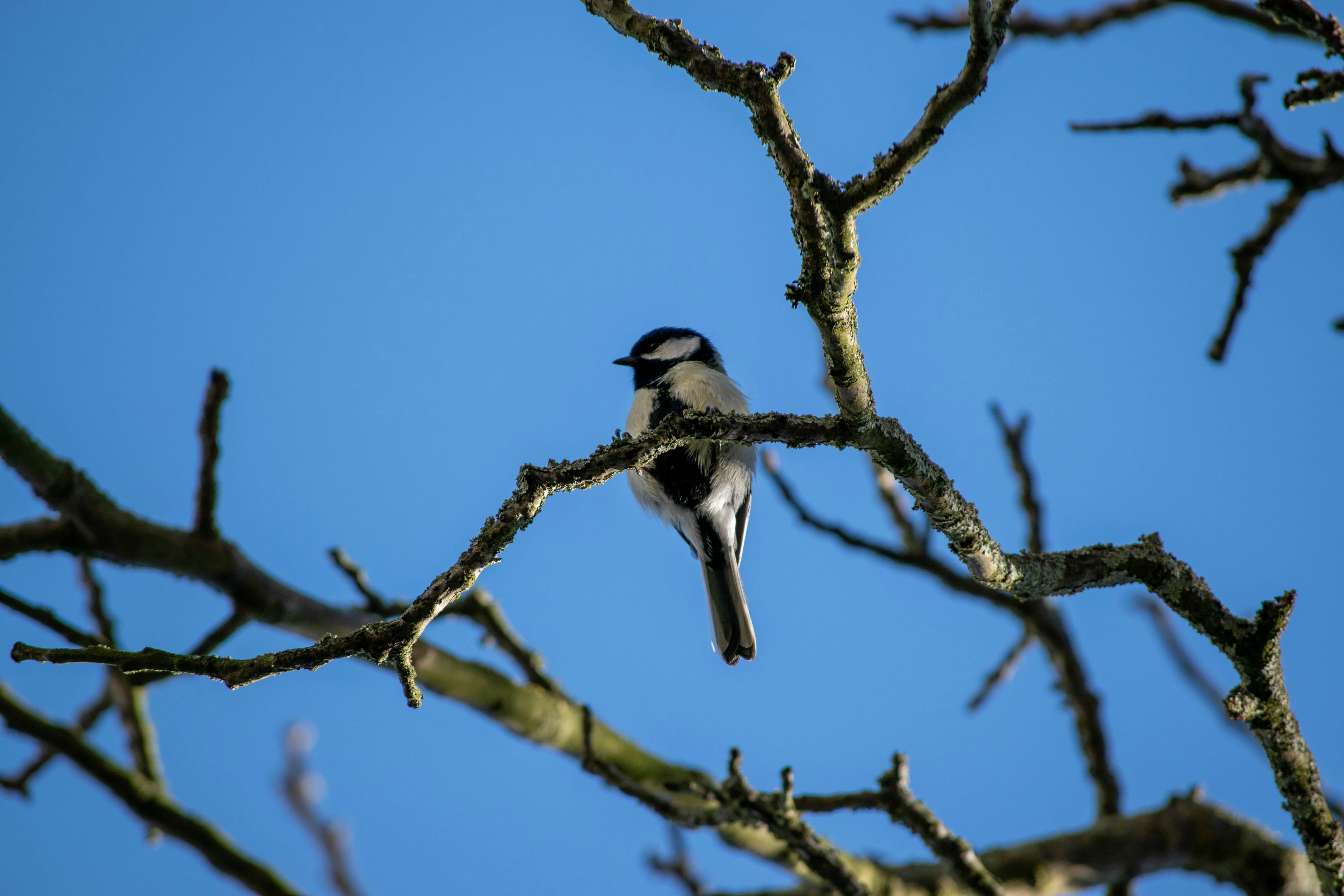 Photo by tea_in_deventer