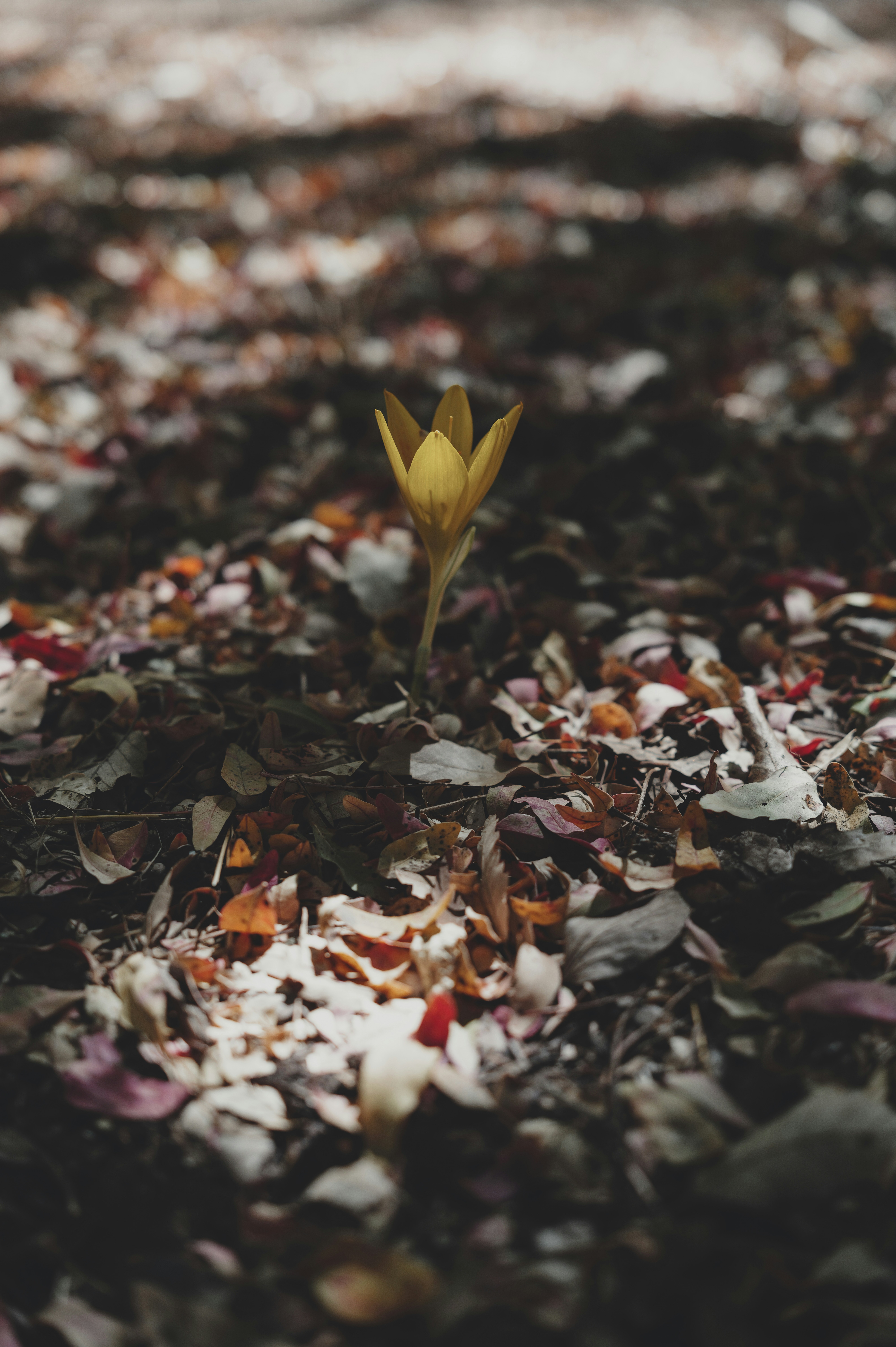 落ち葉の間に一輪の黄色い花が立っている。