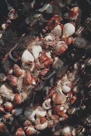 Група луковици от лалета с изсъхнали корени, оставени върху почвата — секунди преди да бъдат прибран