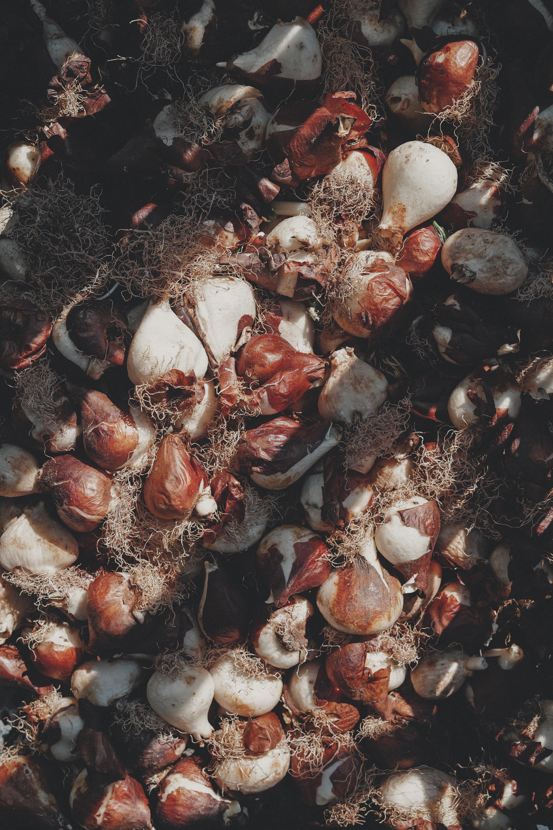 A close pile of tulip bulbs with papery brown skins and dried roots
