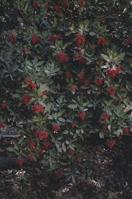 Skimmia japonica Rubella