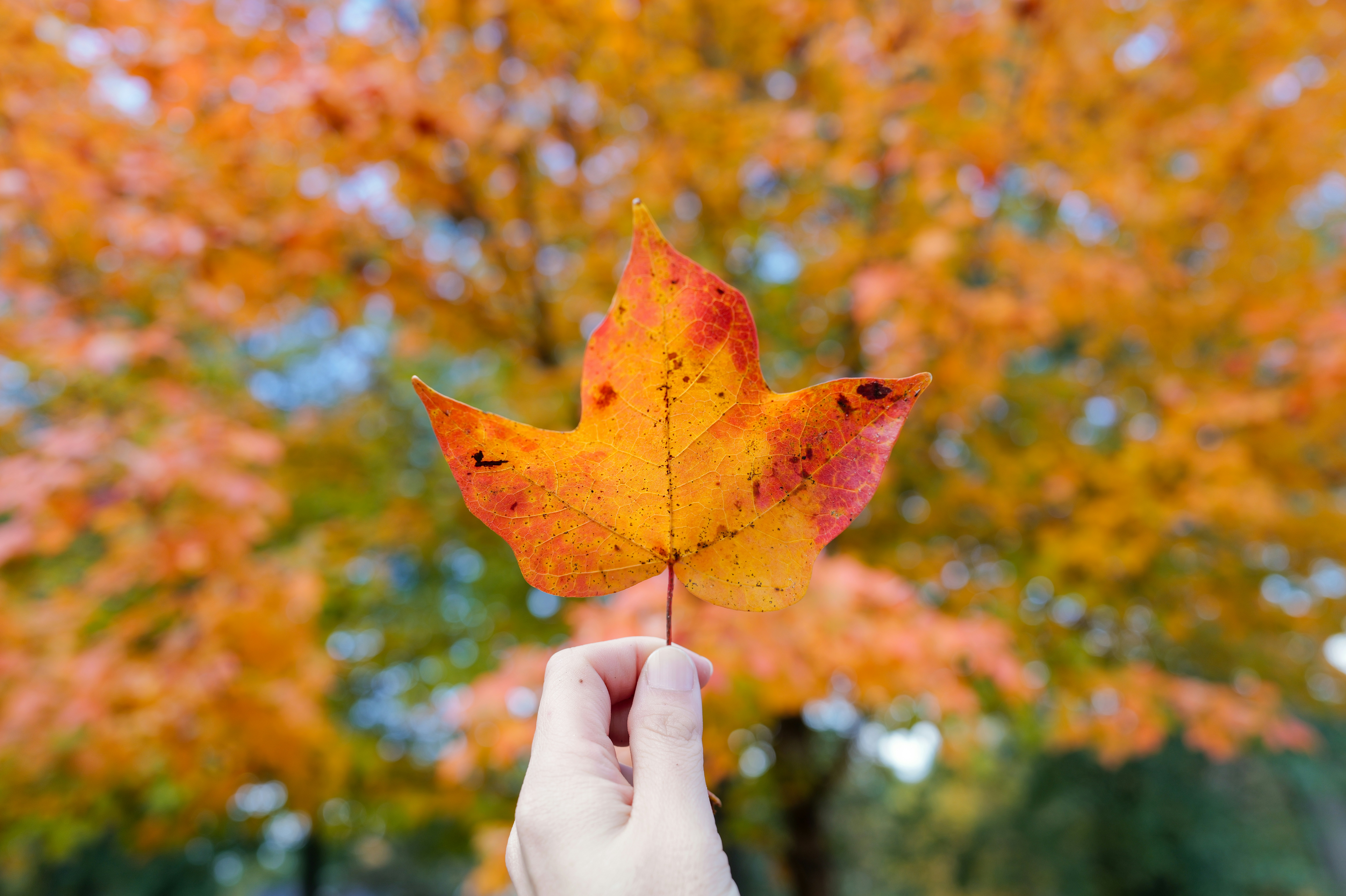 Photo by laura_geror