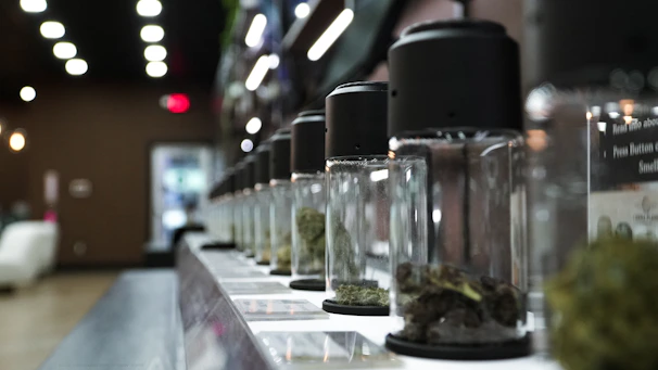 Row of glass jars filled with dried cannabis