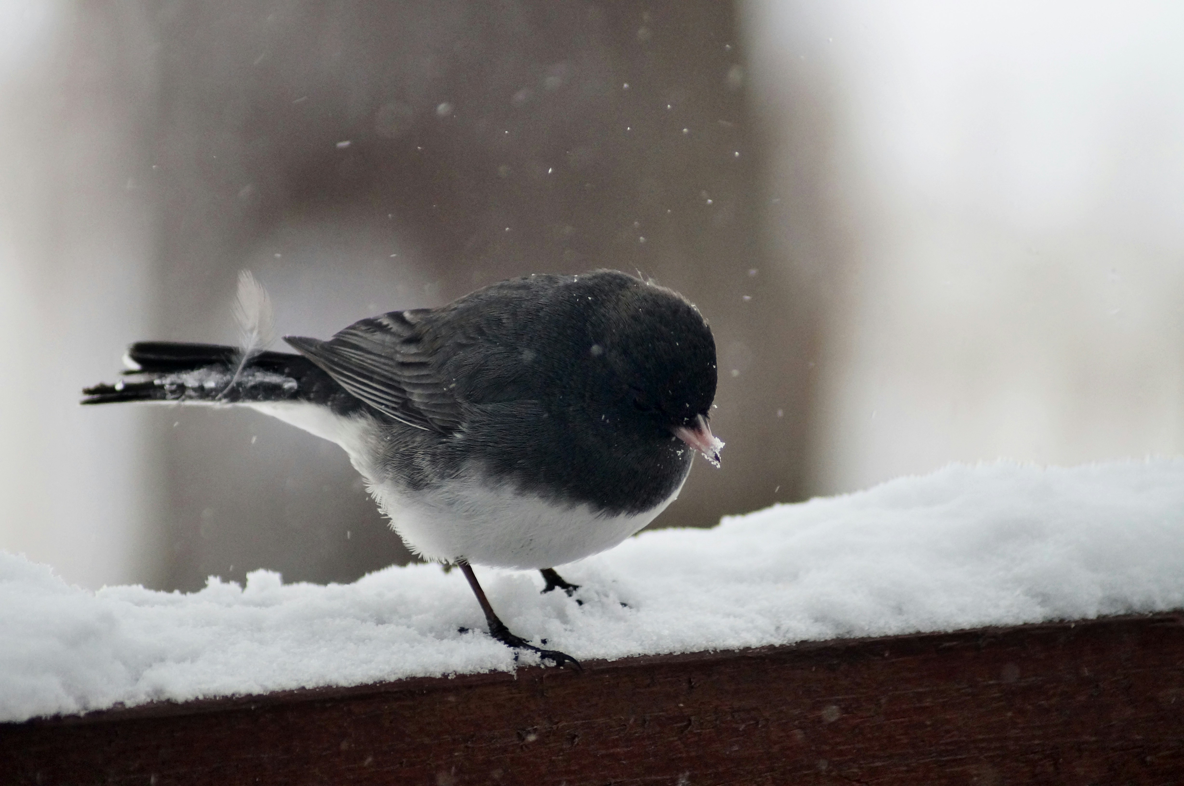 A dark-eyed junco pecks at snow on a railing.