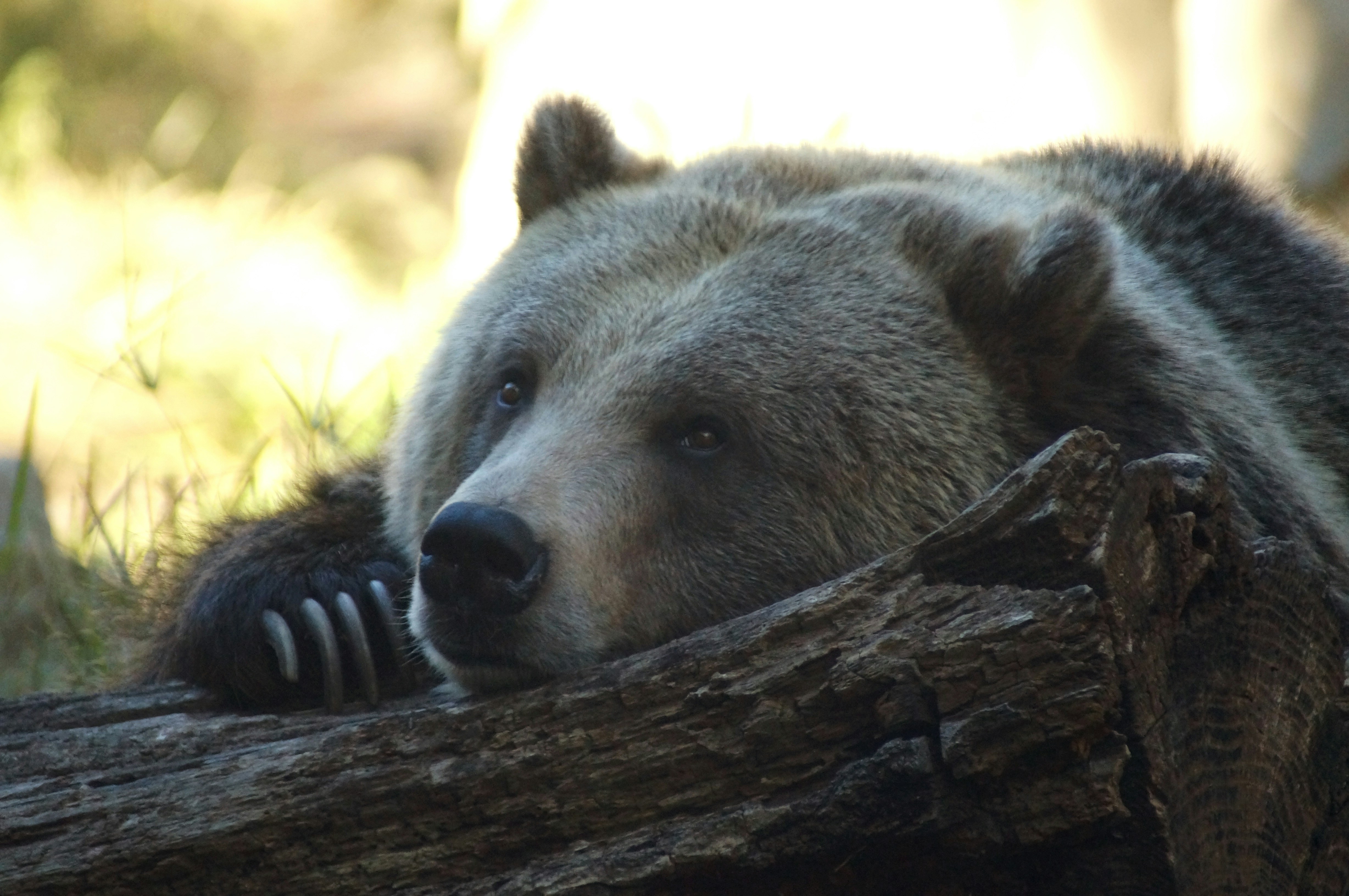 A grizzly bear rests its head on a log.