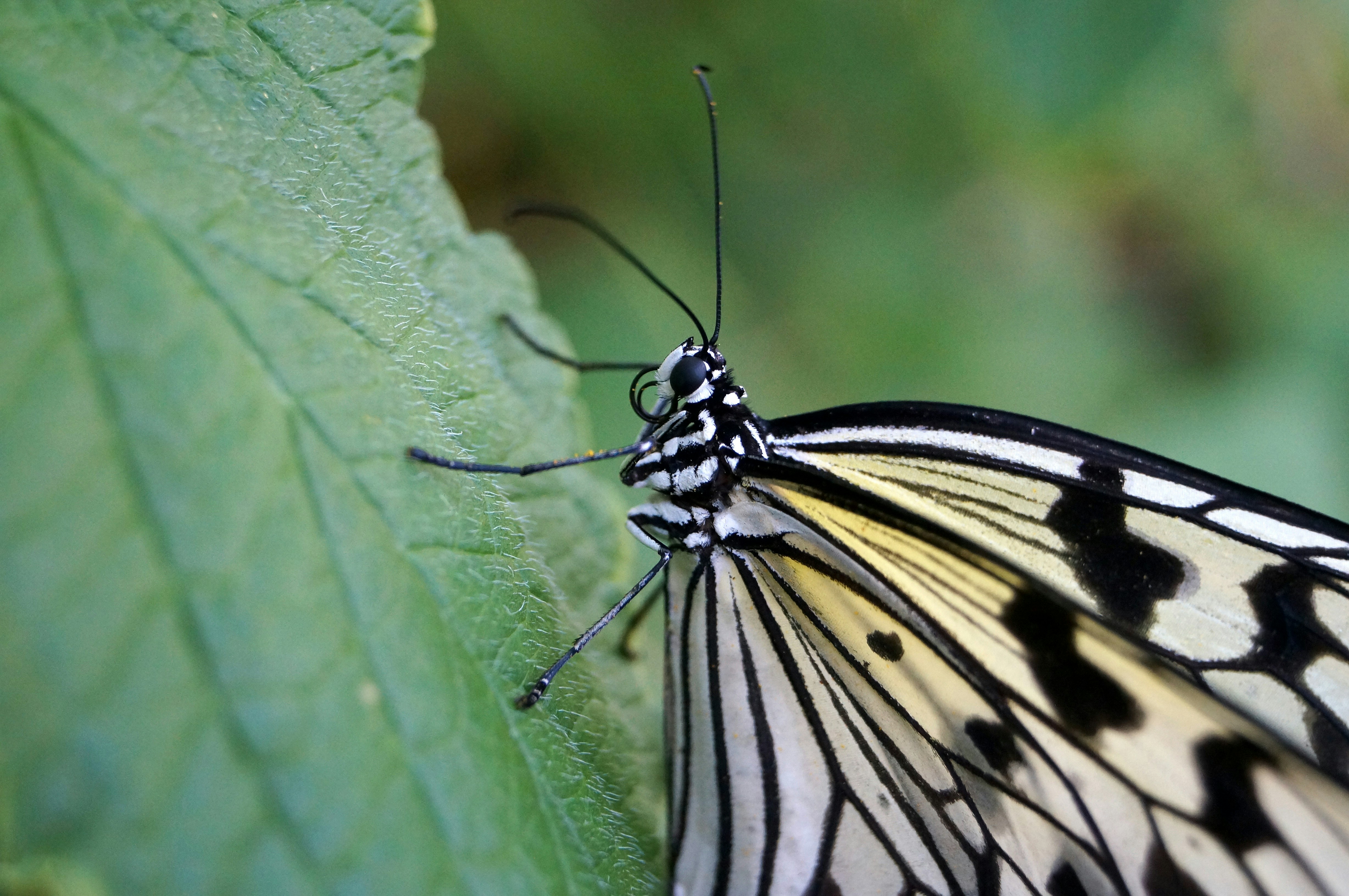 A black and white butterfly rests on a green leaf.