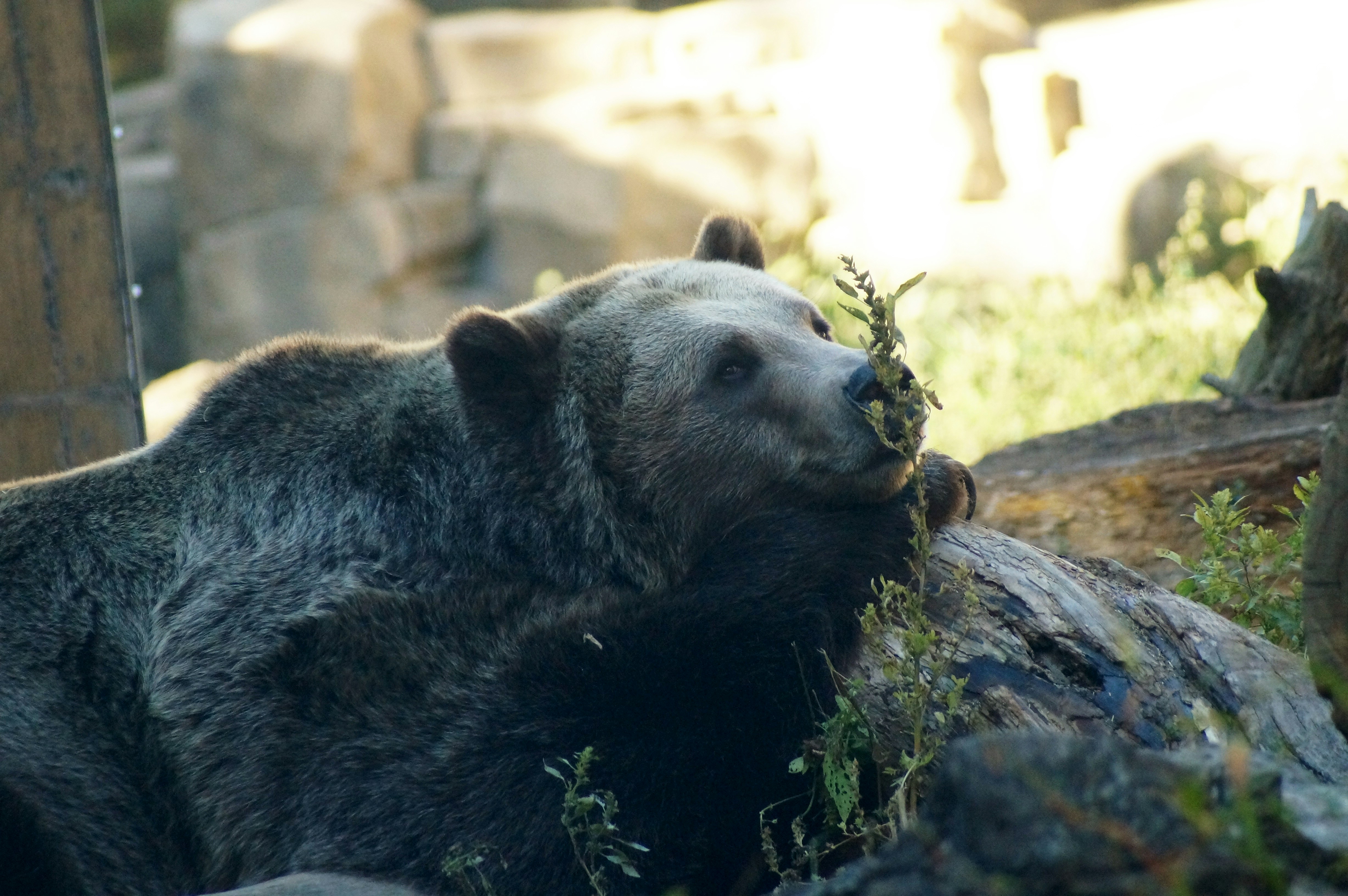 A grizzly bear rests among foliage and rocks.